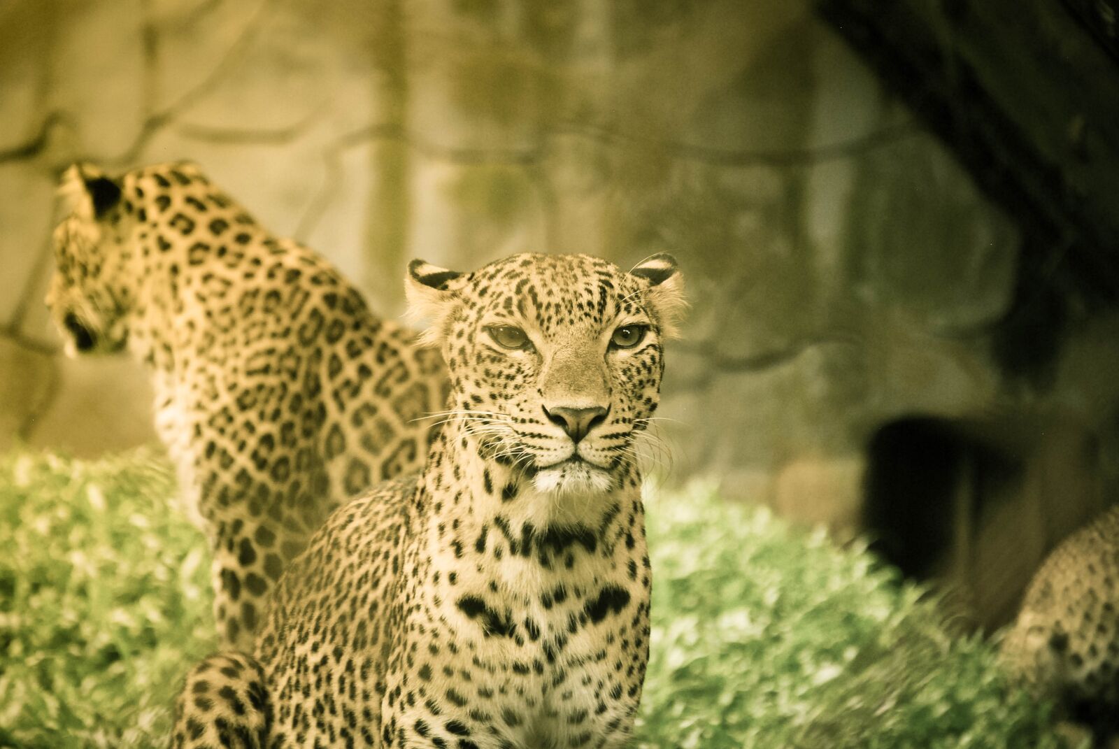 Nikon D40X sample photo. Animal, big cat, leopard photography