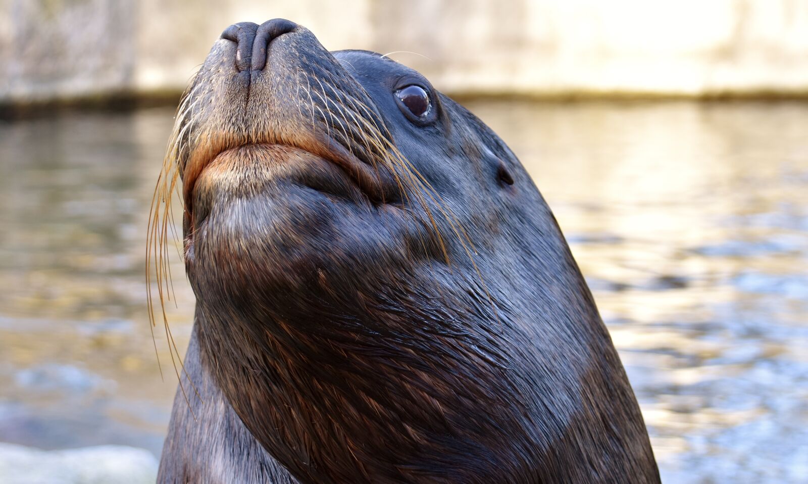 Nikon D7200 sample photo. Seal, sea lion, swim photography