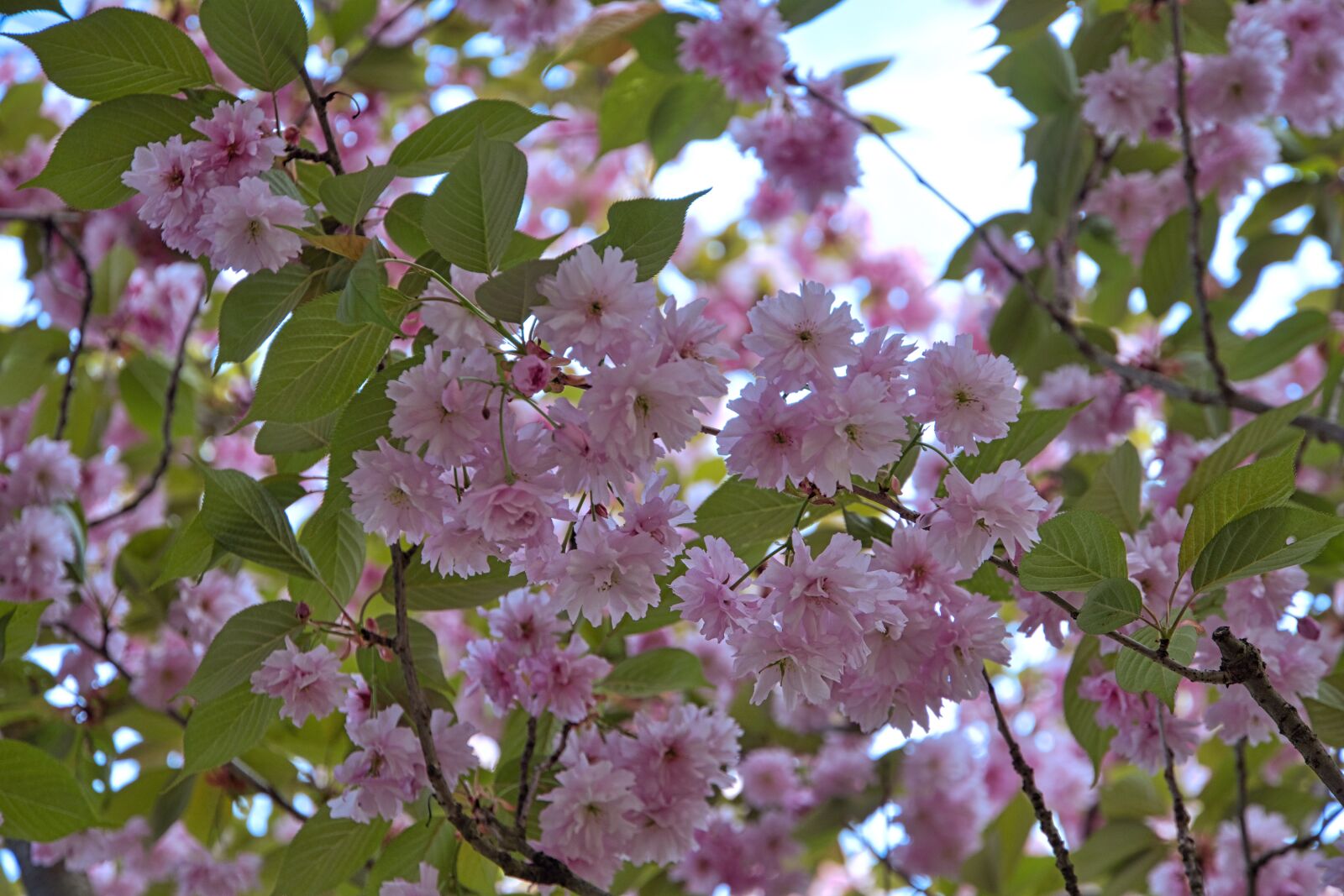 Sony a6400 sample photo. Cherry blossom, park, spring photography