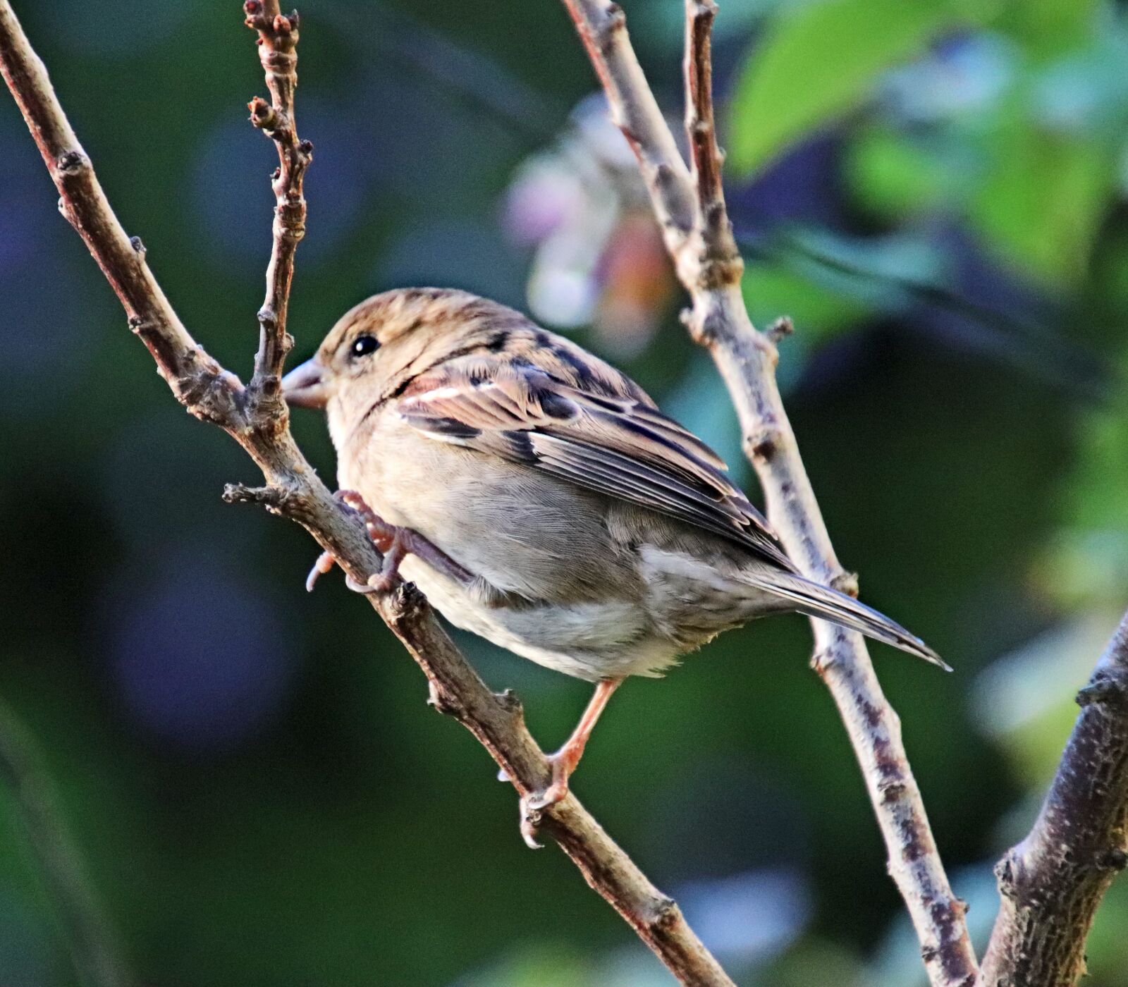 Canon EOS 800D (EOS Rebel T7i / EOS Kiss X9i) sample photo. Bird, sparrow, perched photography