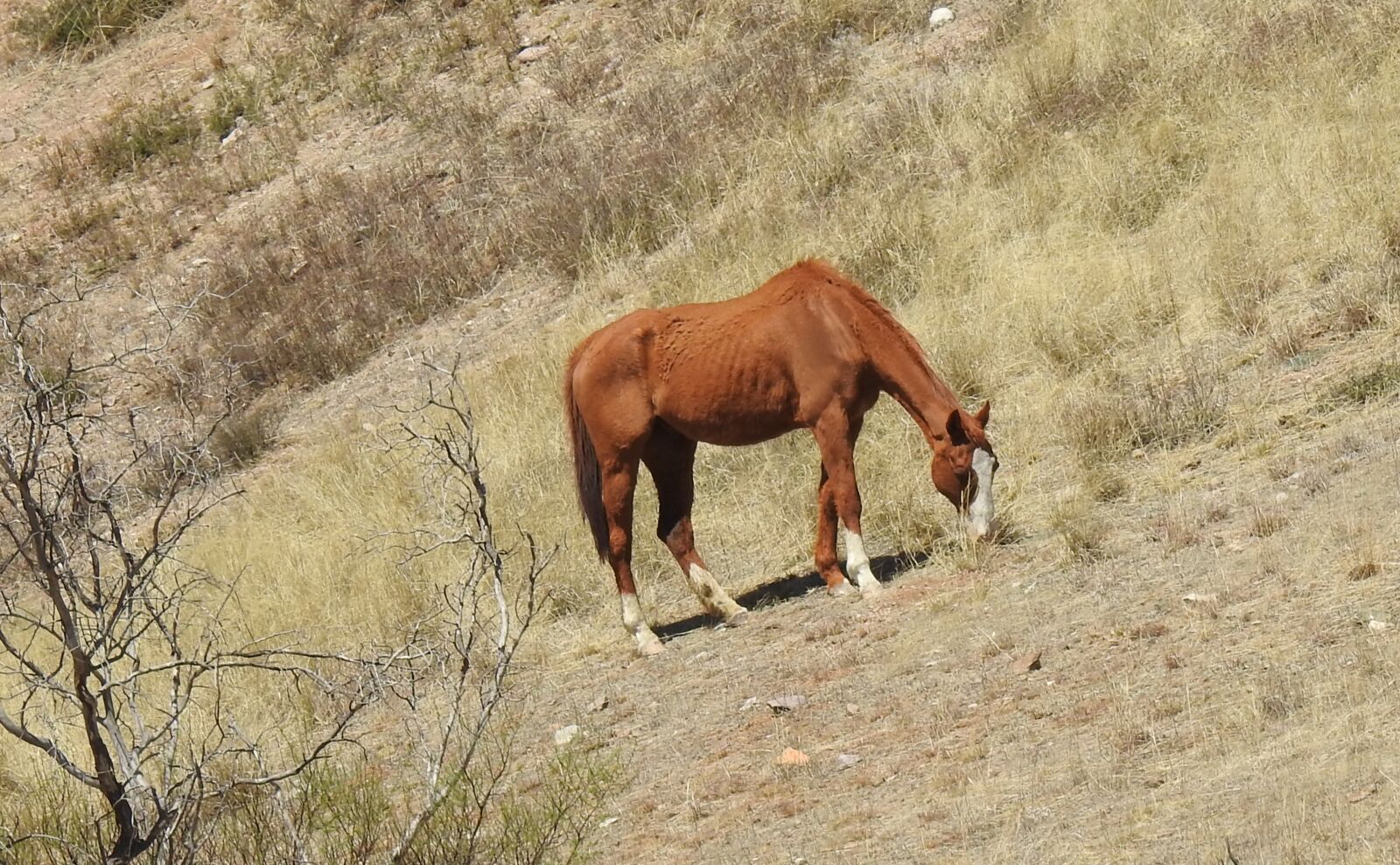 Nikon Coolpix P900 sample photo. Desert, tucson, arizona photography