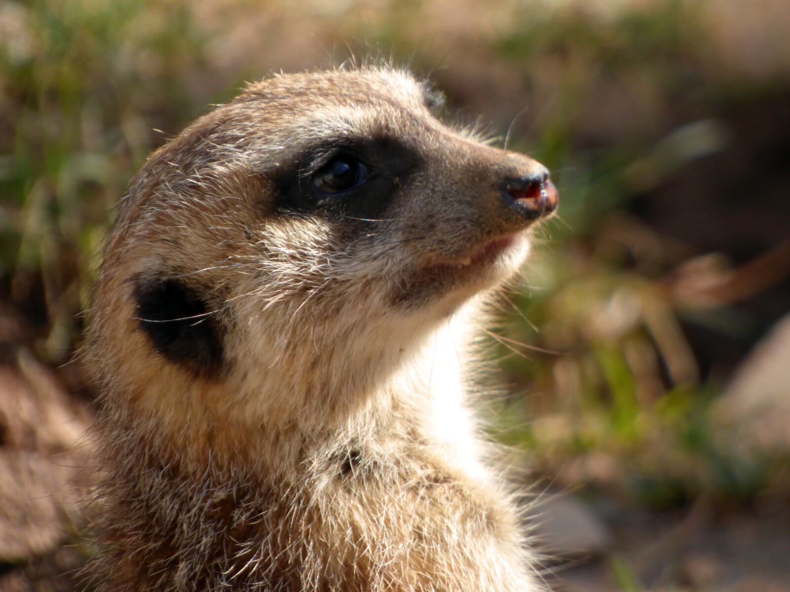 Panasonic DMC-FZ72 sample photo. Meerkat, animals, wild animal photography
