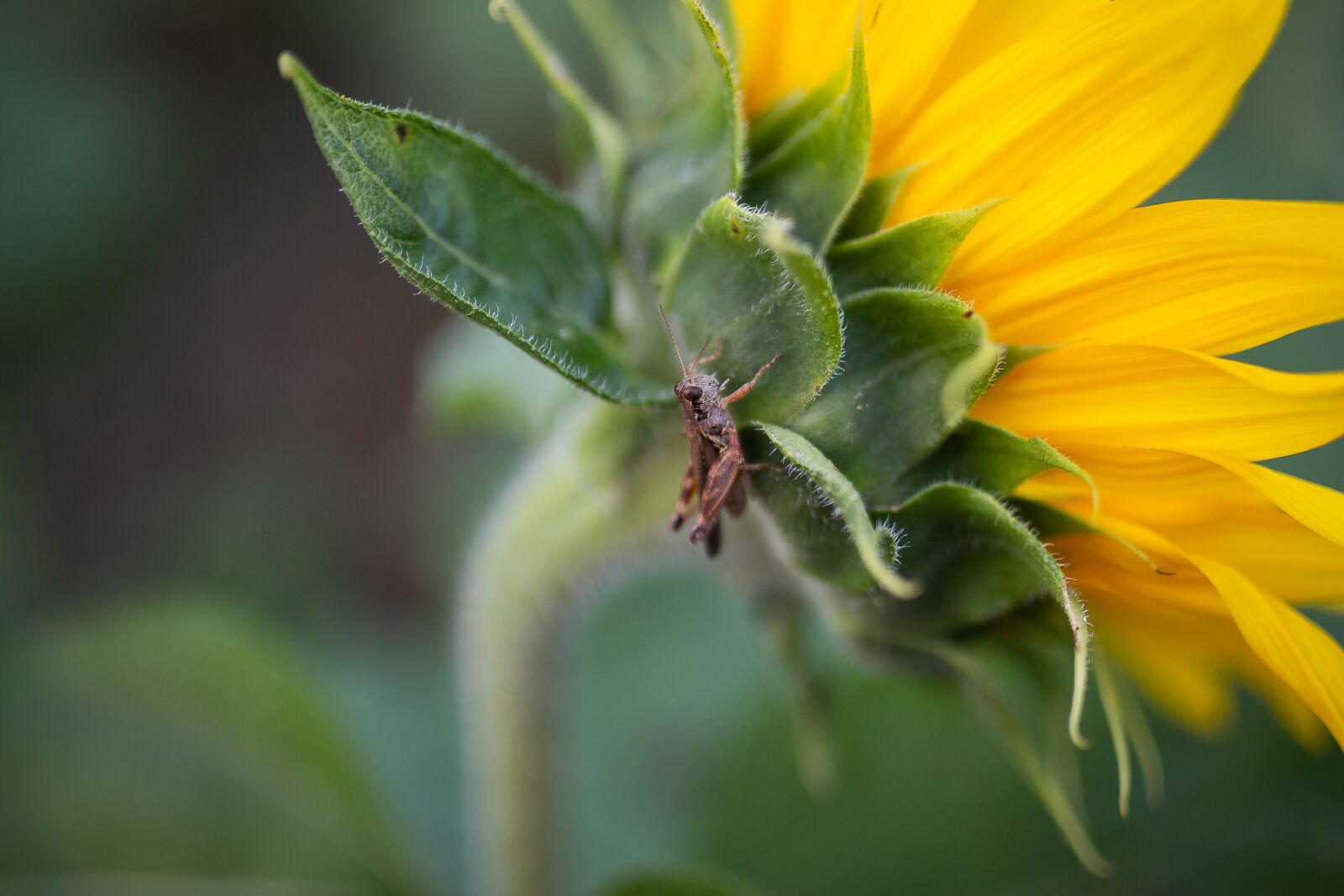 Canon EOS 6D sample photo. Sunflower, cricket, grasshopper photography