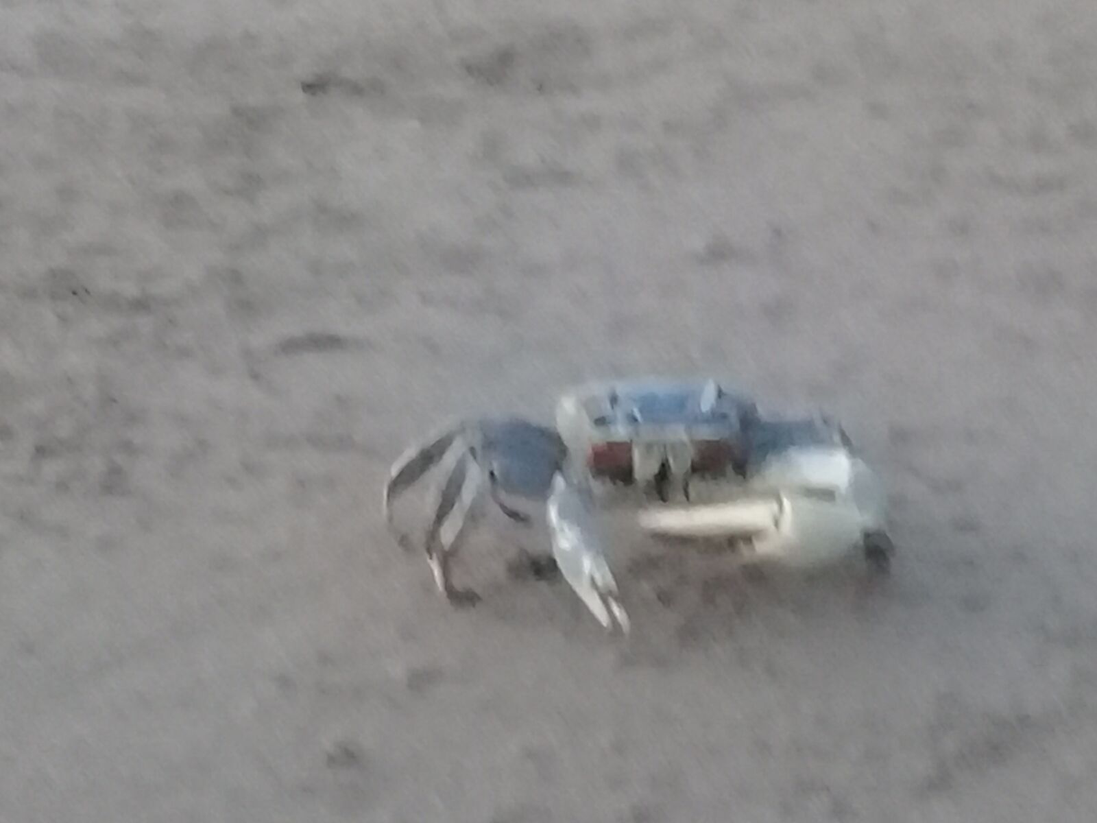 Samsung Galaxy J2 Prime sample photo. Blue crab, mouth of photography