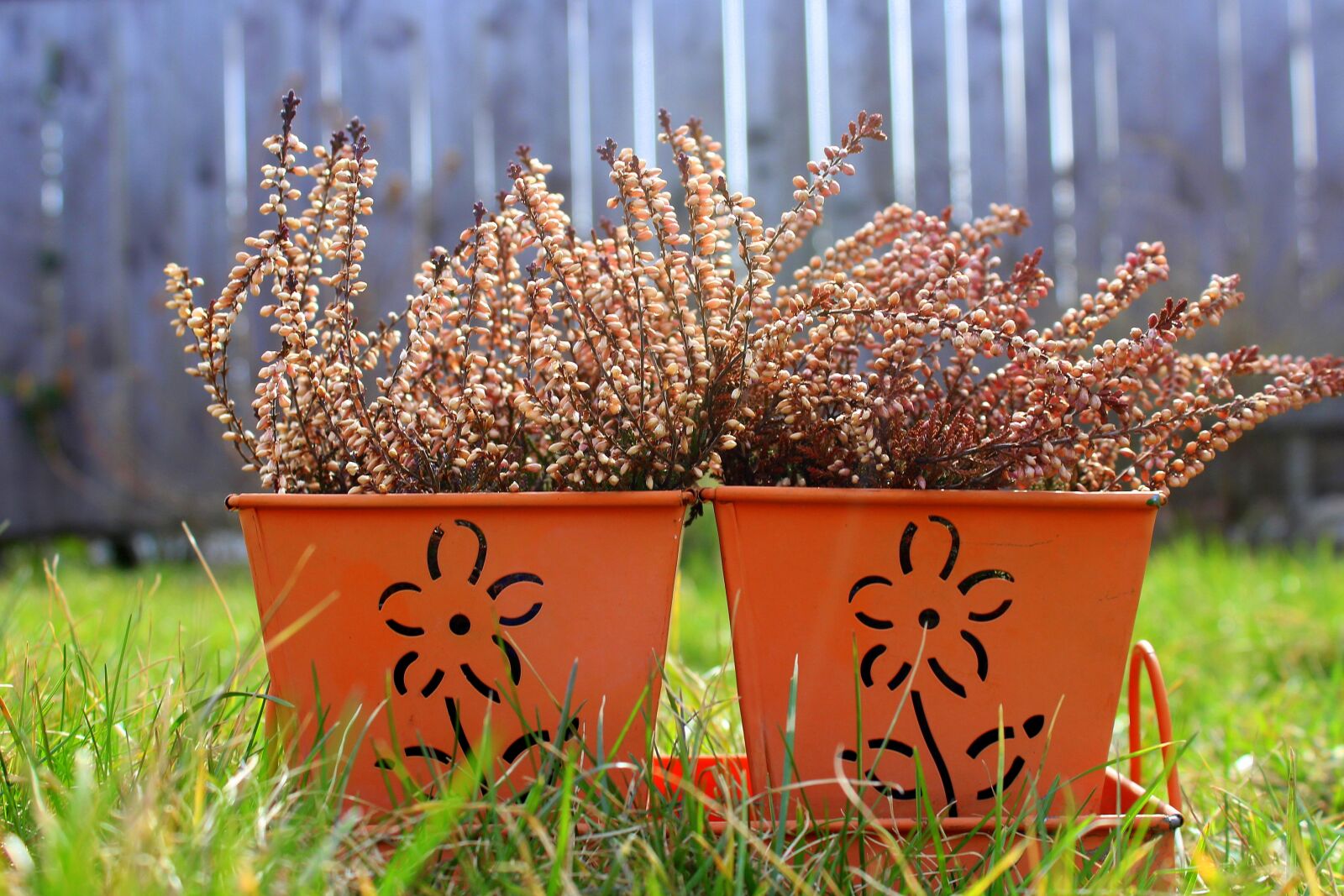 Canon EOS 1200D (EOS Rebel T5 / EOS Kiss X70 / EOS Hi) sample photo. Heather, flower pot, decoration photography