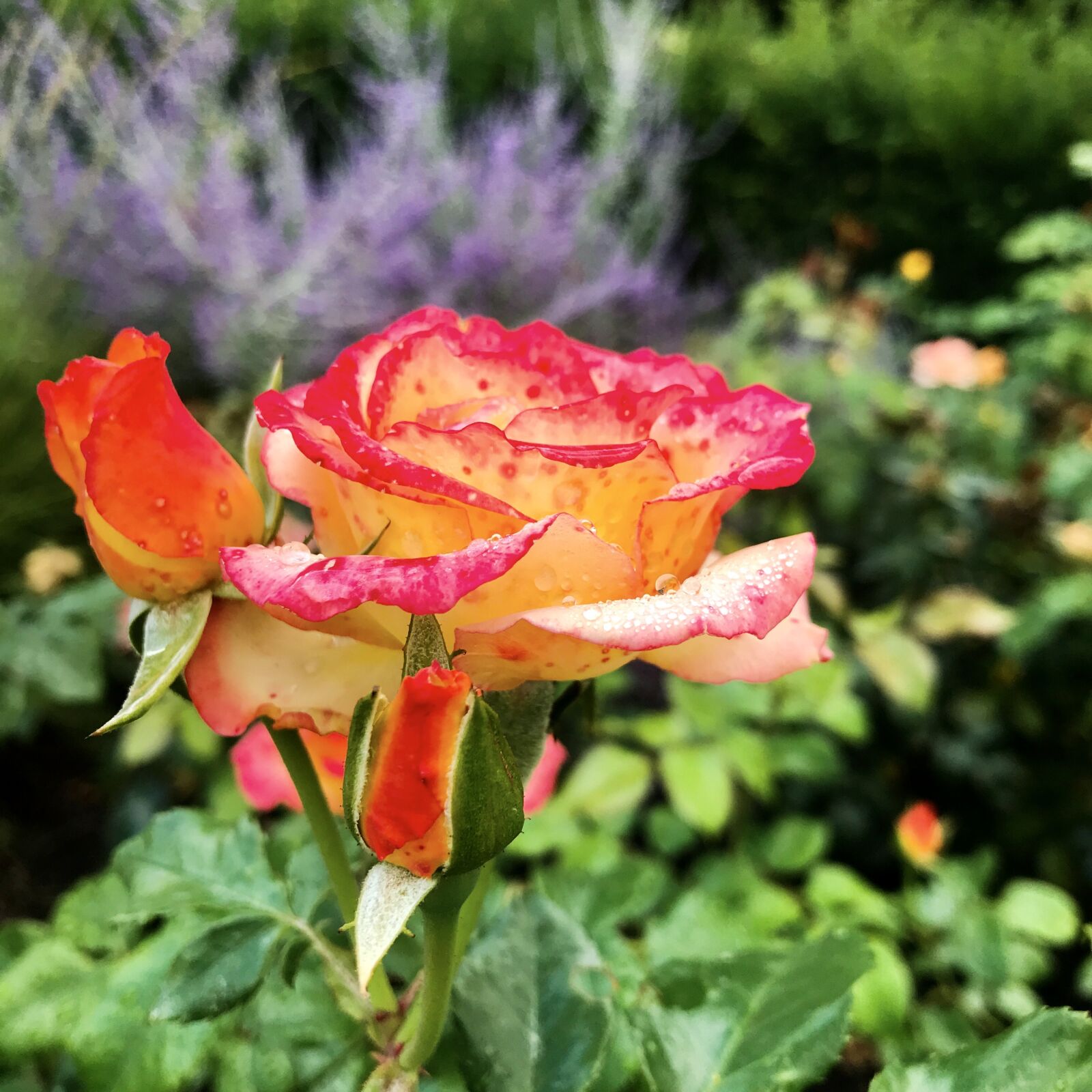 iPhone 7 back camera 3.99mm f/1.8 sample photo. Flower, rose, petals photography
