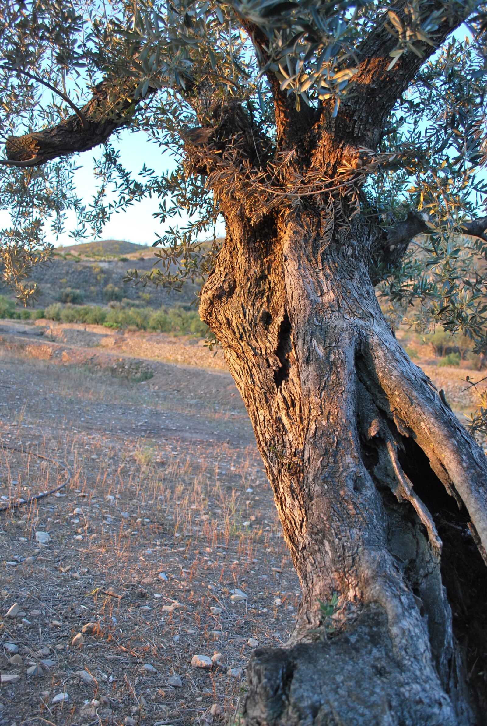 Nikon D60 sample photo. Tree, olive, sun photography