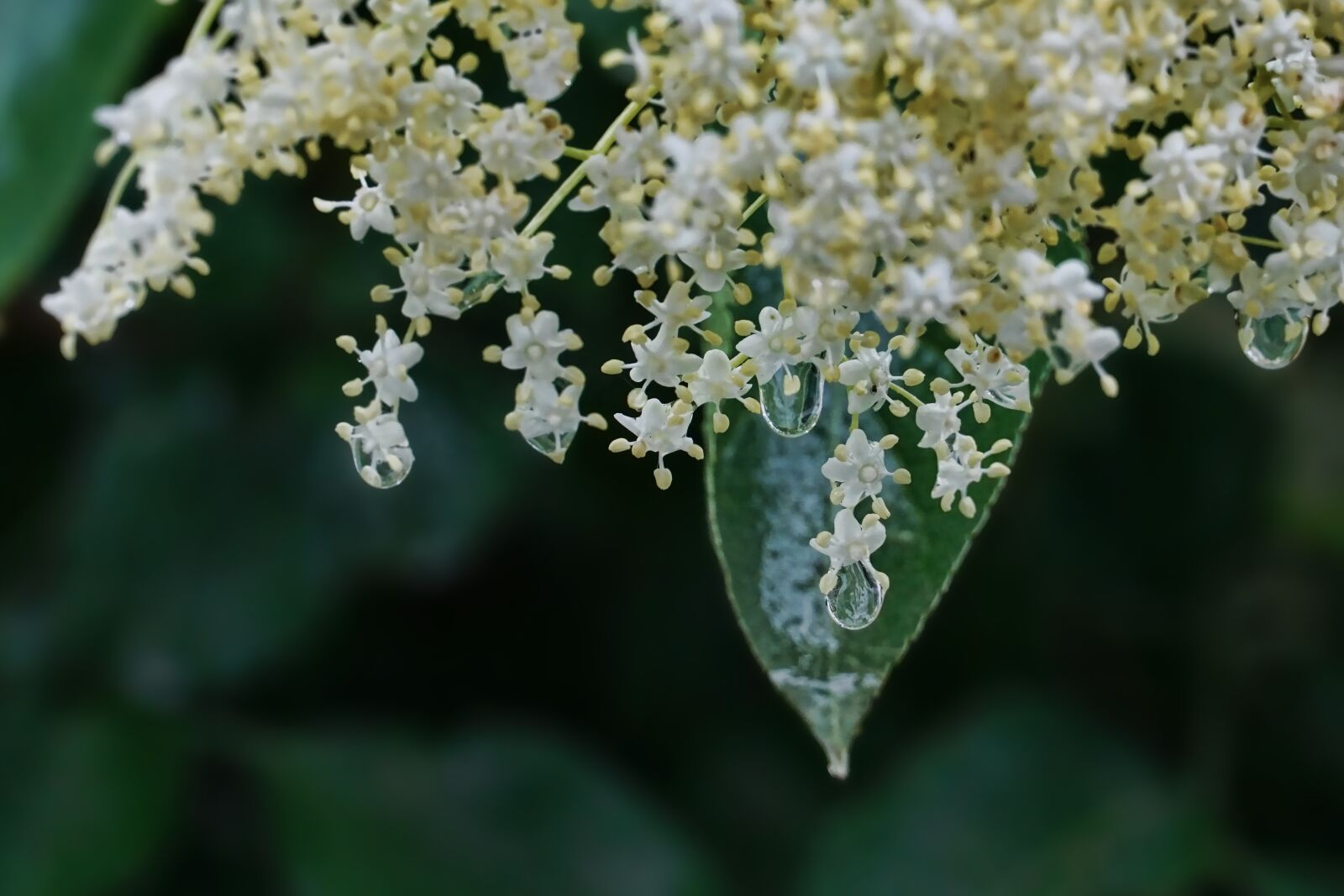 Sony a6000 sample photo. Elderflower, spring, rain photography