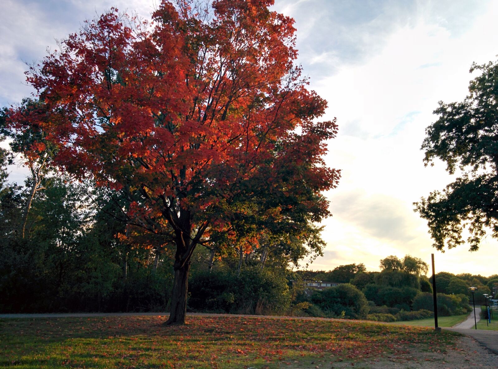 LG Nexus 5 sample photo. Maple, tree, fall photography
