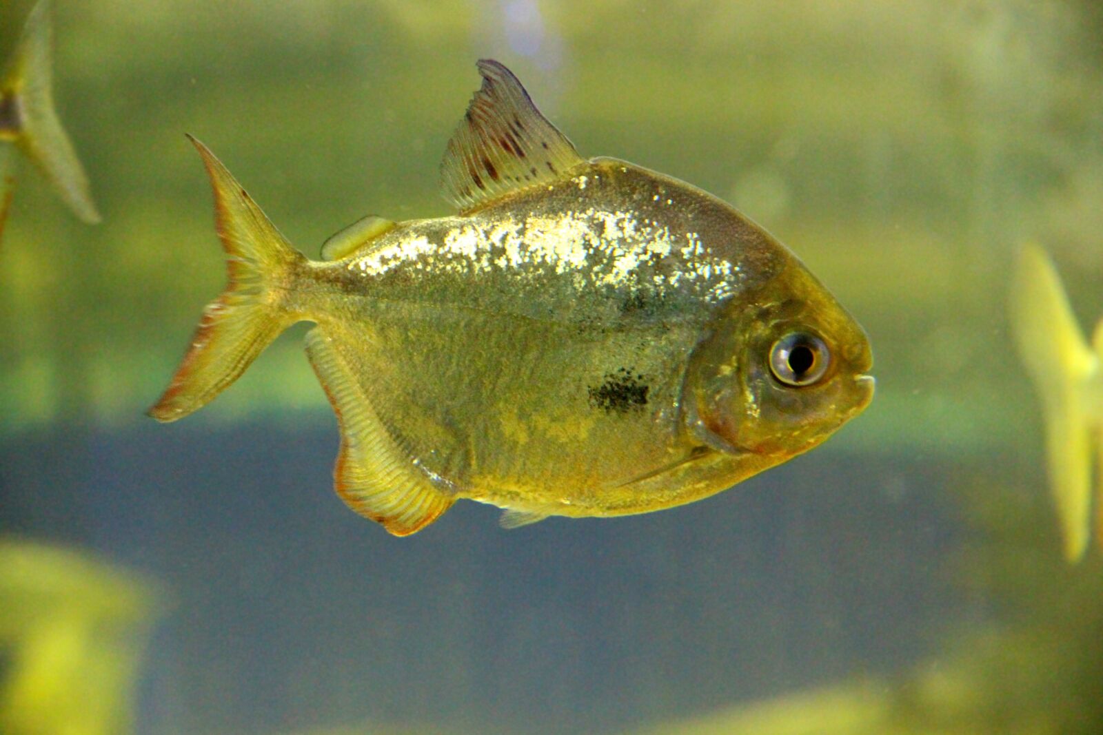Canon EOS 650D (EOS Rebel T4i / EOS Kiss X6i) sample photo. Fish, metynnis, piranha photography