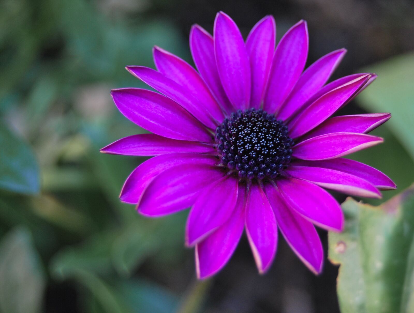 Nikon D60 sample photo. Flower, plant, nature photography
