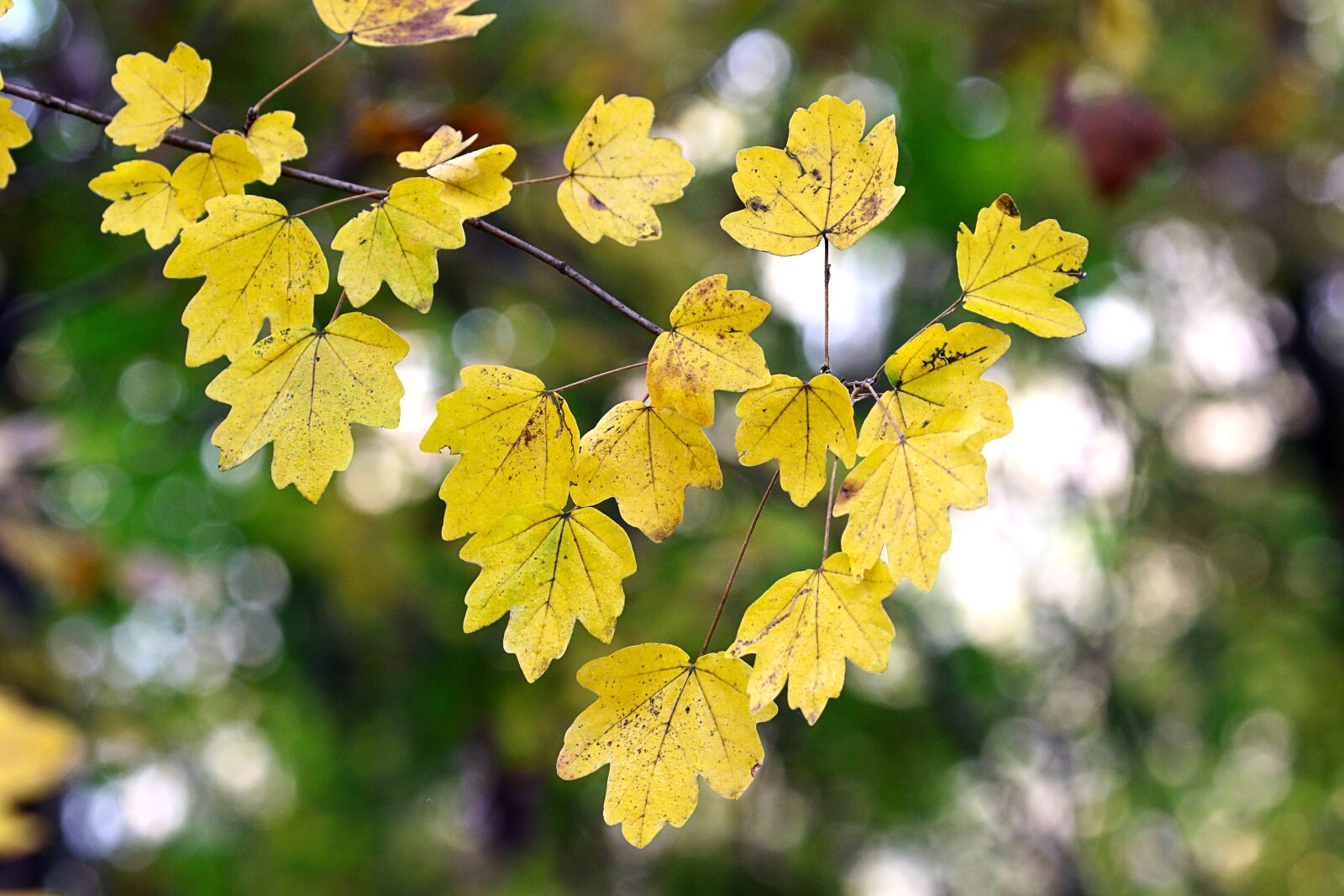 Canon EOS 7D Mark II sample photo. Autumn, leaves, colorful photography