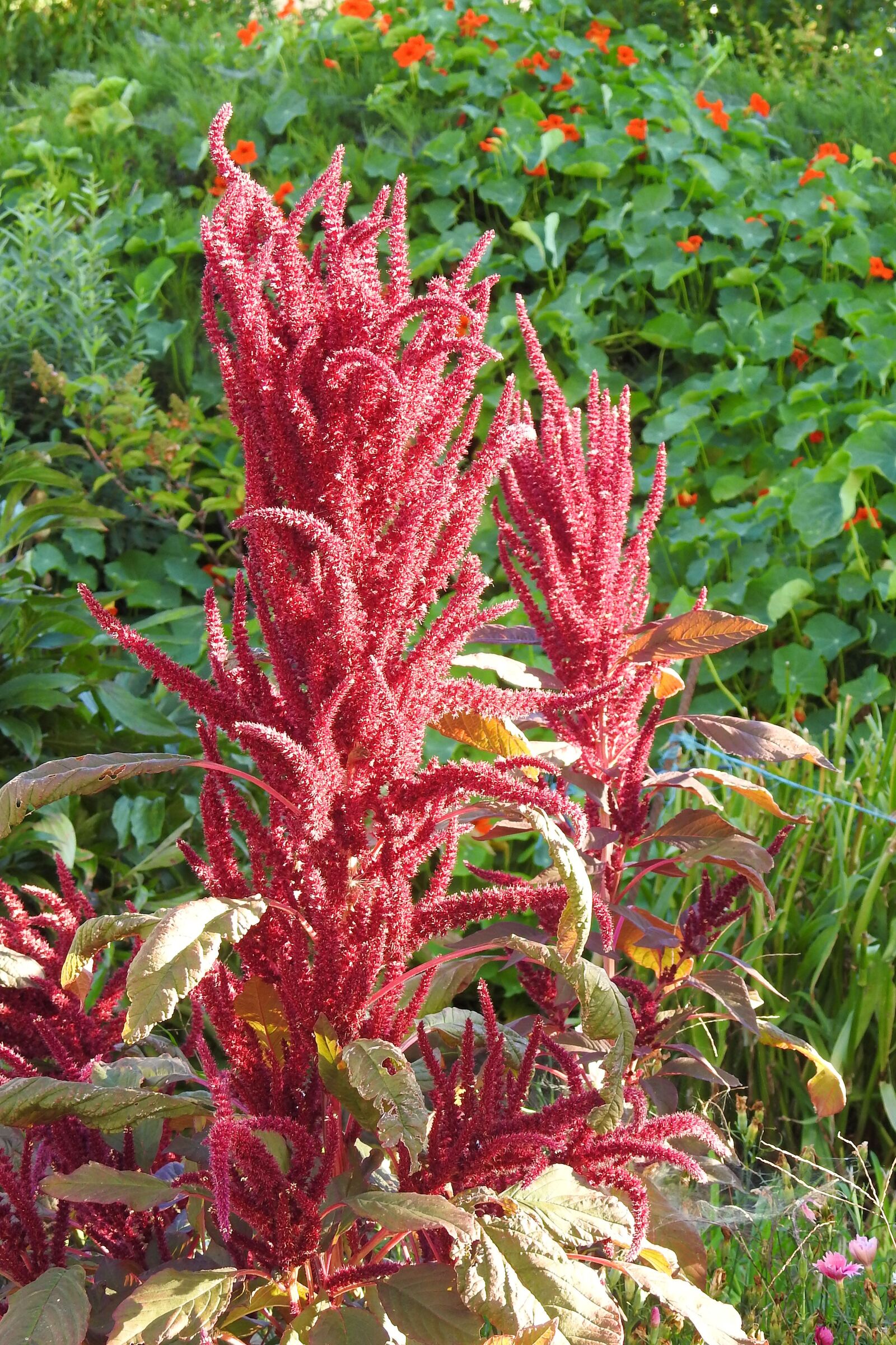 Nikon Coolpix P900 sample photo. Foxtail, flowers, red photography