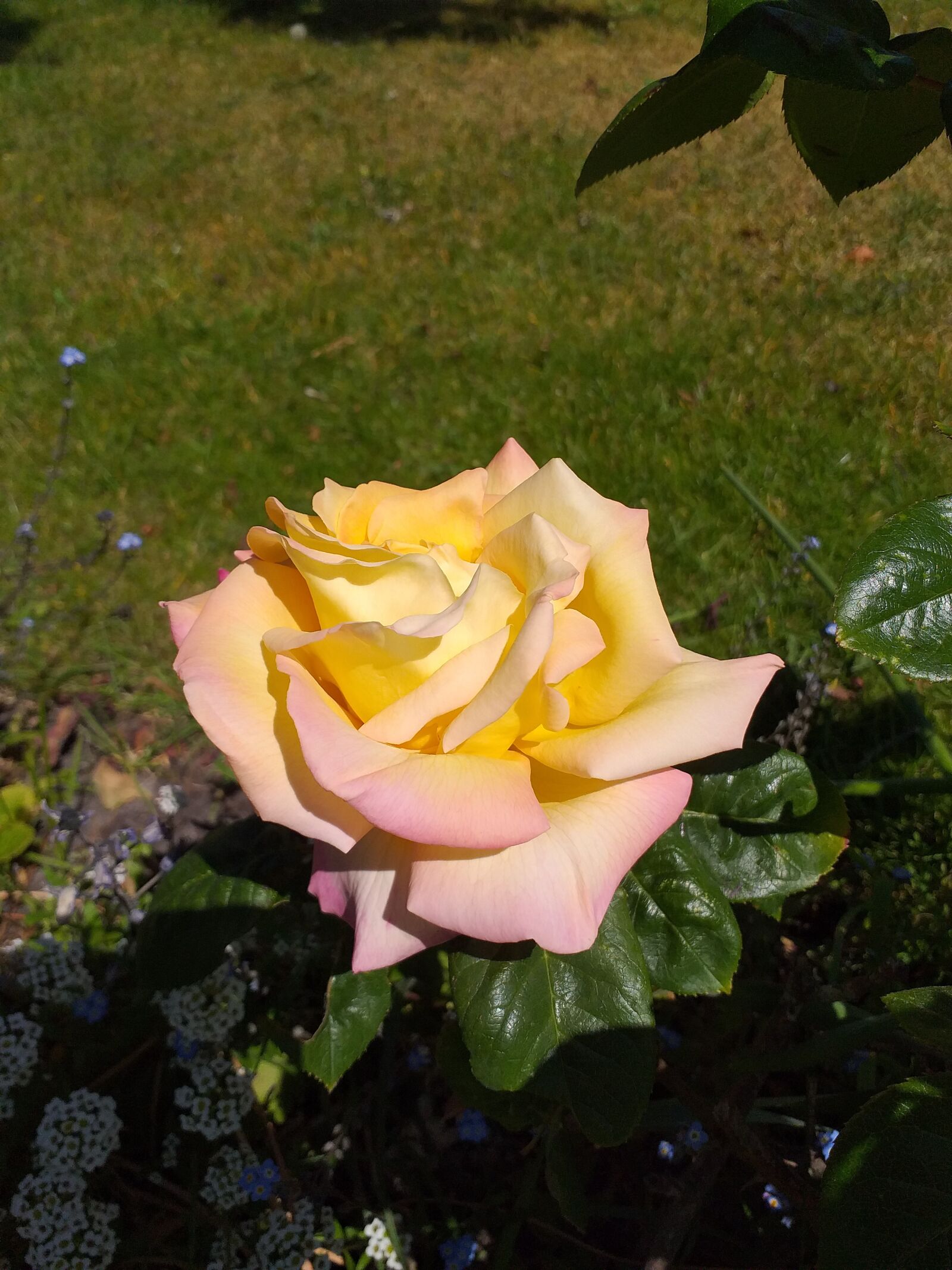 Samsung Galaxy J4+ sample photo. Yellow, rose, nature photography