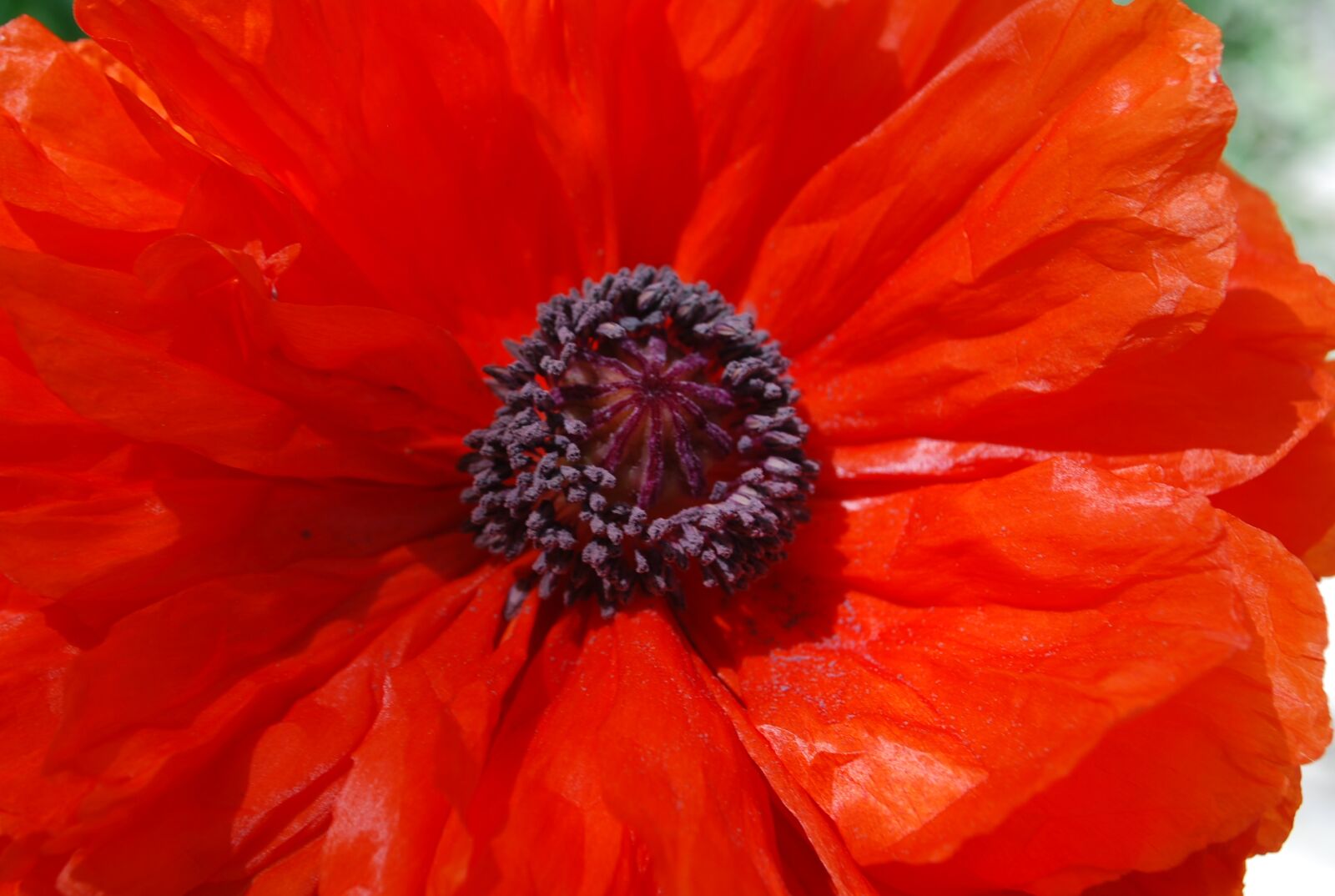 Nikon D60 sample photo. Red, flower, garden photography