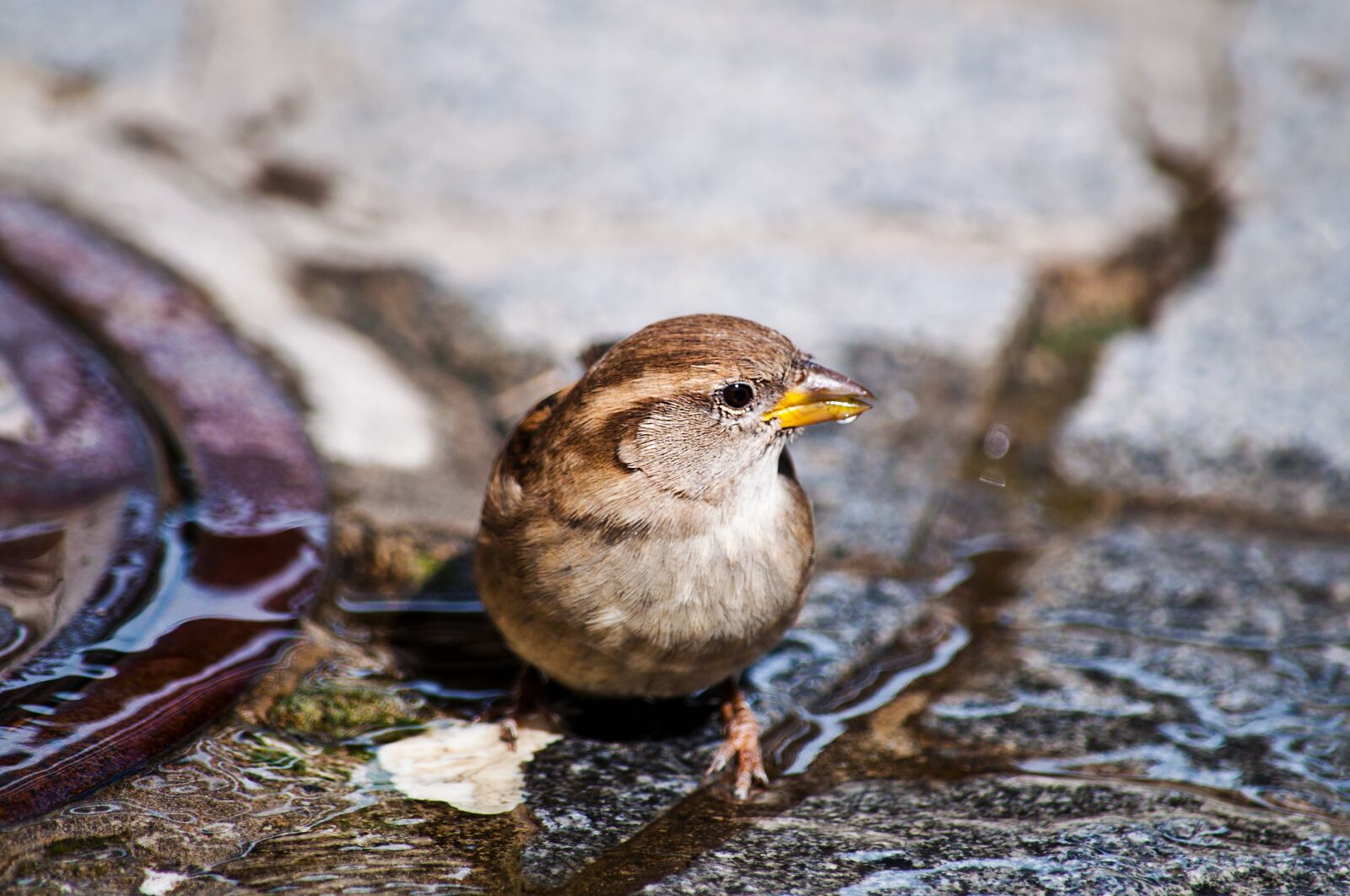 Nikon D90 sample photo. Bird, sparrow, nature photography