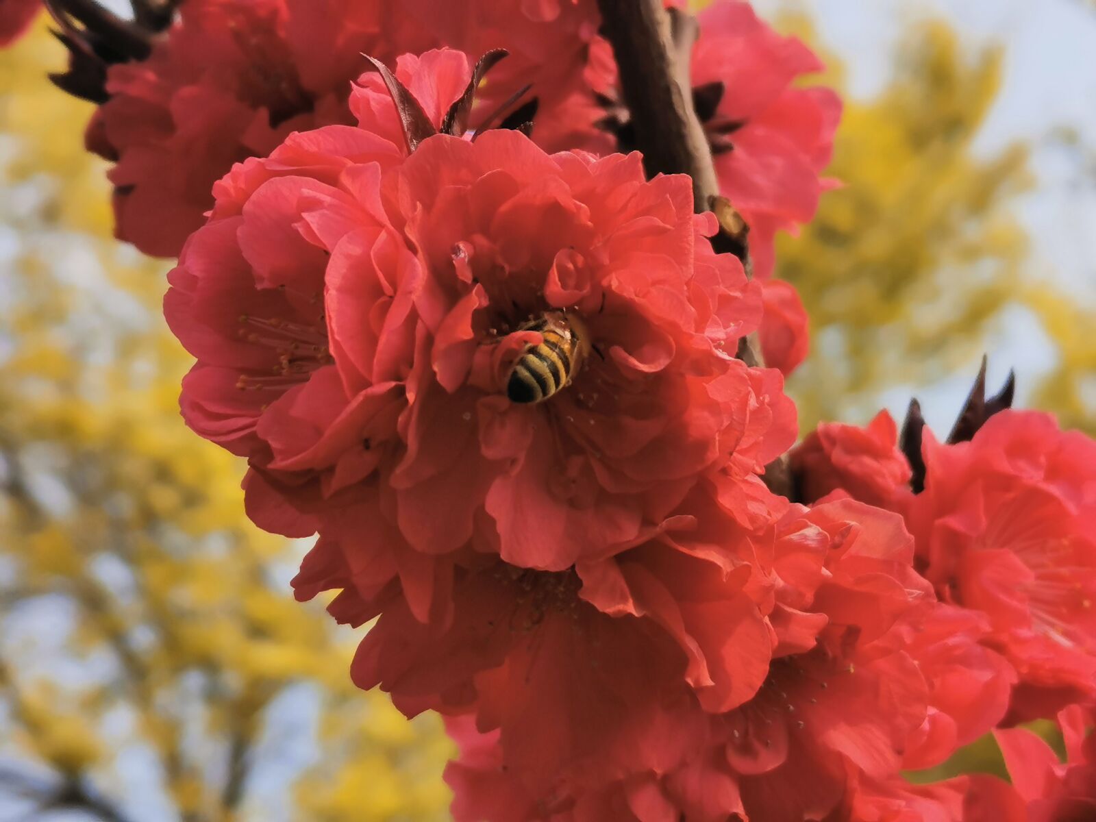 HUAWEI P30 sample photo. Burt's bees, flower, tree photography
