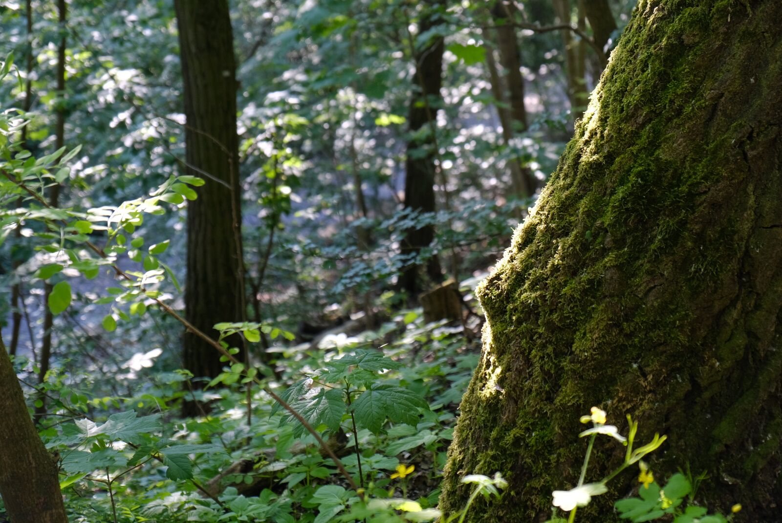 Fujifilm XF 18-135mm F3.5-5.6 R LM OIS WR sample photo. Forest, vegetation, moss photography