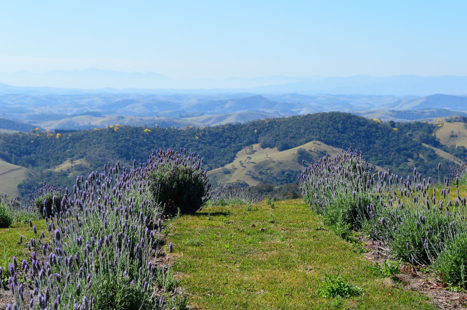 Nikon D3200 sample photo. Lavender, lavender field, beautiful photography