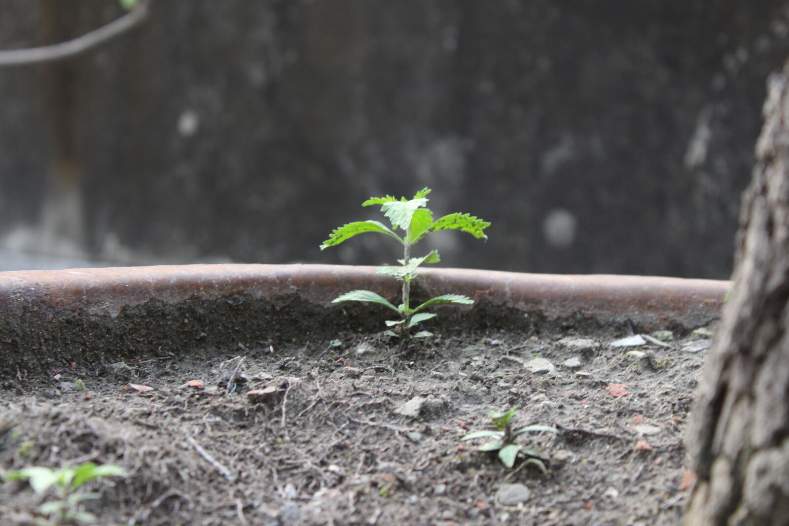 Canon EOS 700D (EOS Rebel T5i / EOS Kiss X7i) sample photo. City, life, nature photography