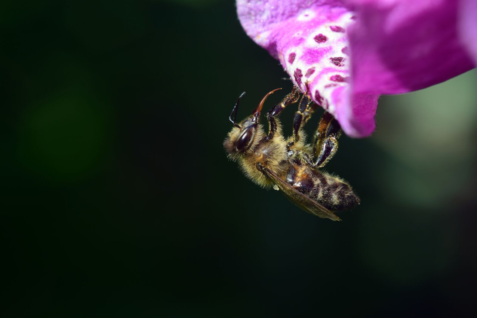 Nikon D3300 sample photo. Bee, digitalis, thimble photography