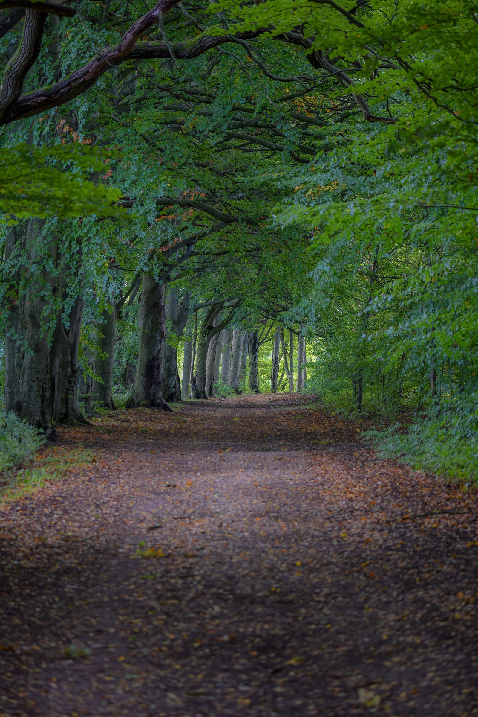 Nikon D810 sample photo. Forest, path, trees photography