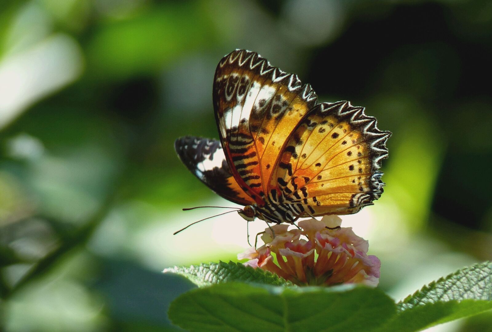 Panasonic Lumix DMC-FZ35 (Lumix DMC-FZ38) sample photo. Butterfly, exotic, tropical photography