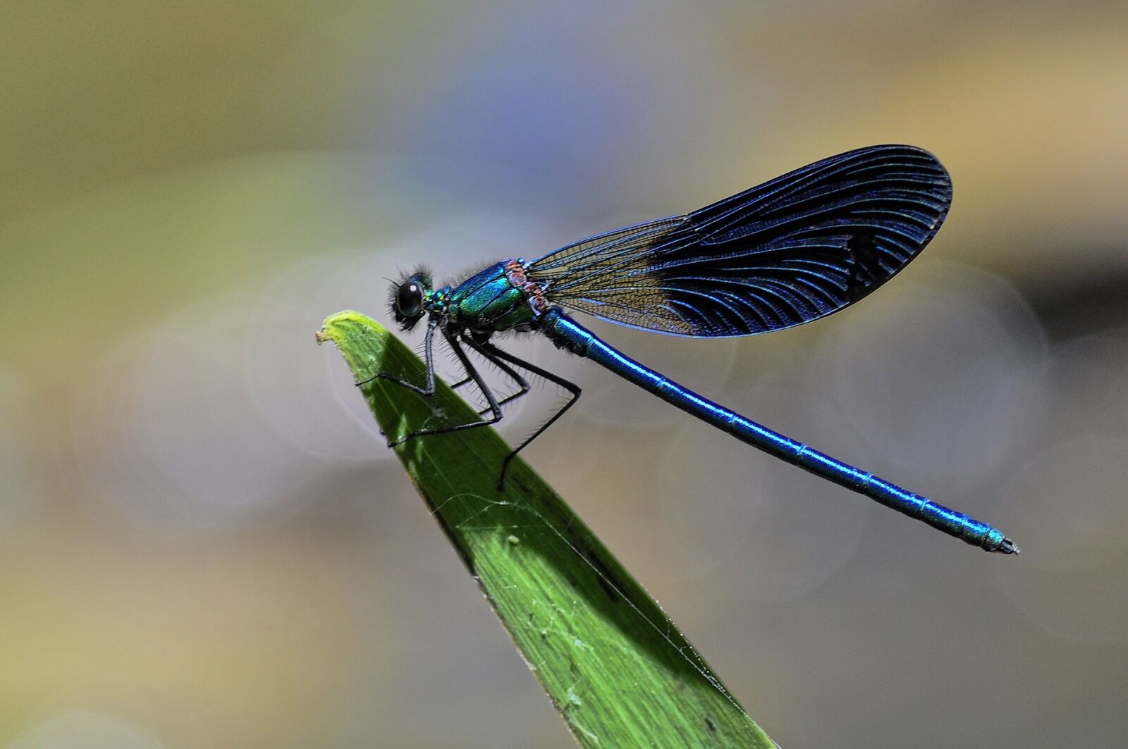 Nikon D5000 sample photo. Dragonfly, insect, common skimmer photography