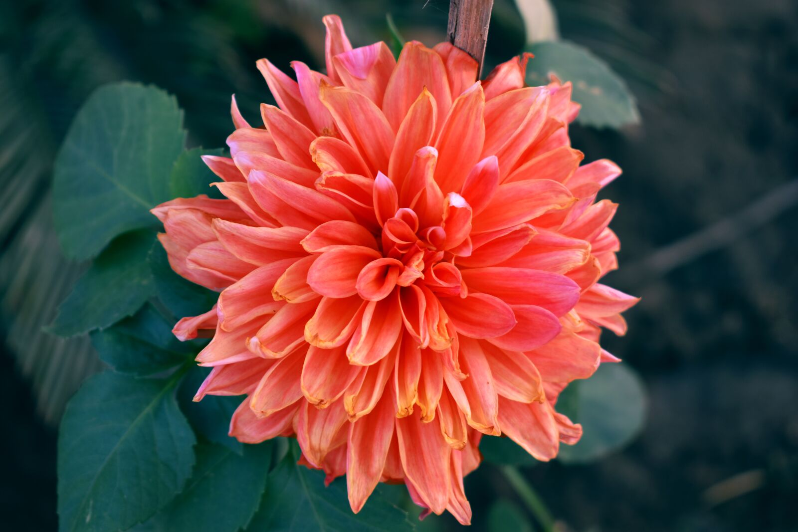 Nikon D5600 sample photo. Flower, nature, floral photography