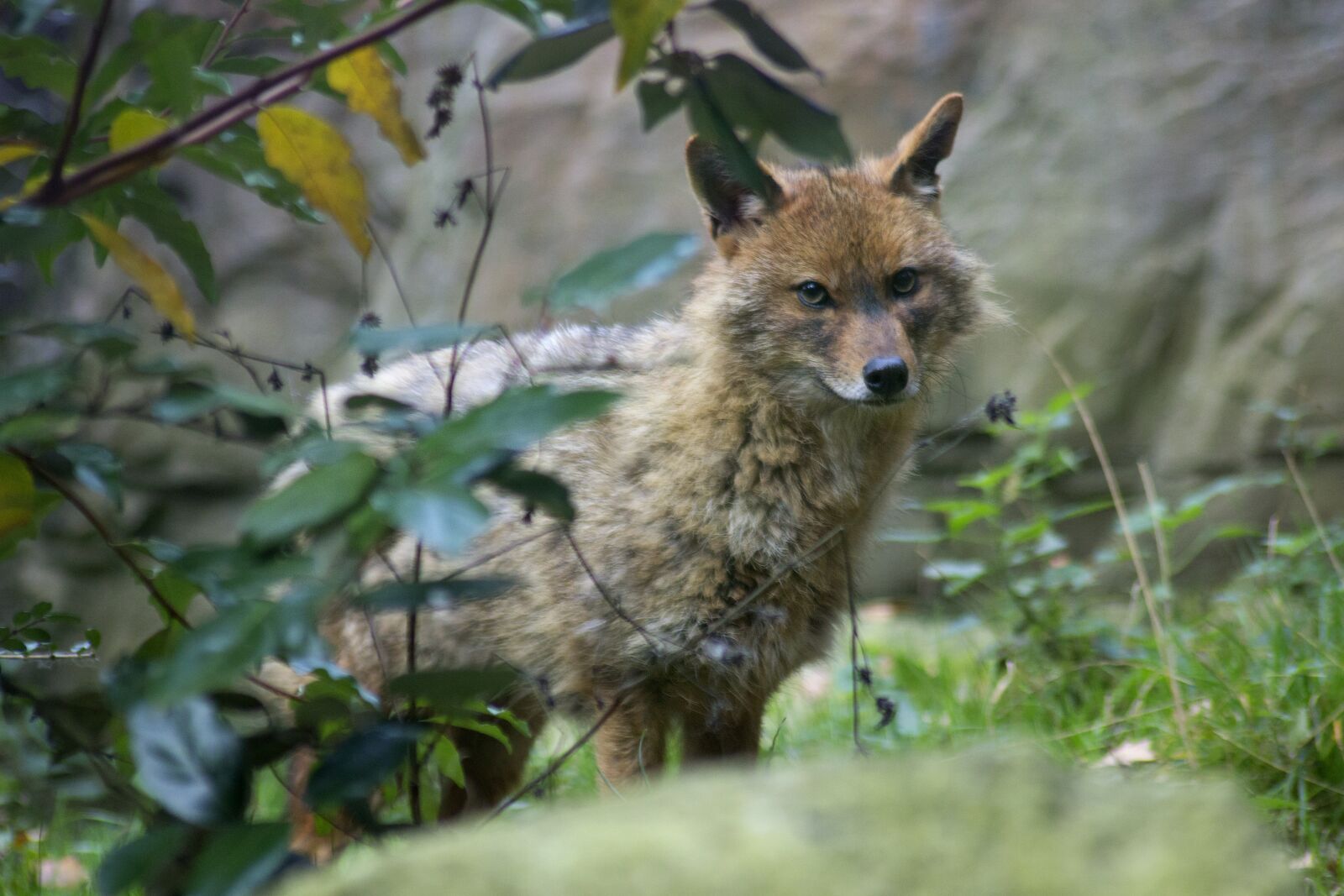 Canon EOS 600D (Rebel EOS T3i / EOS Kiss X5) sample photo. Fox, zoo, blijdorp photography