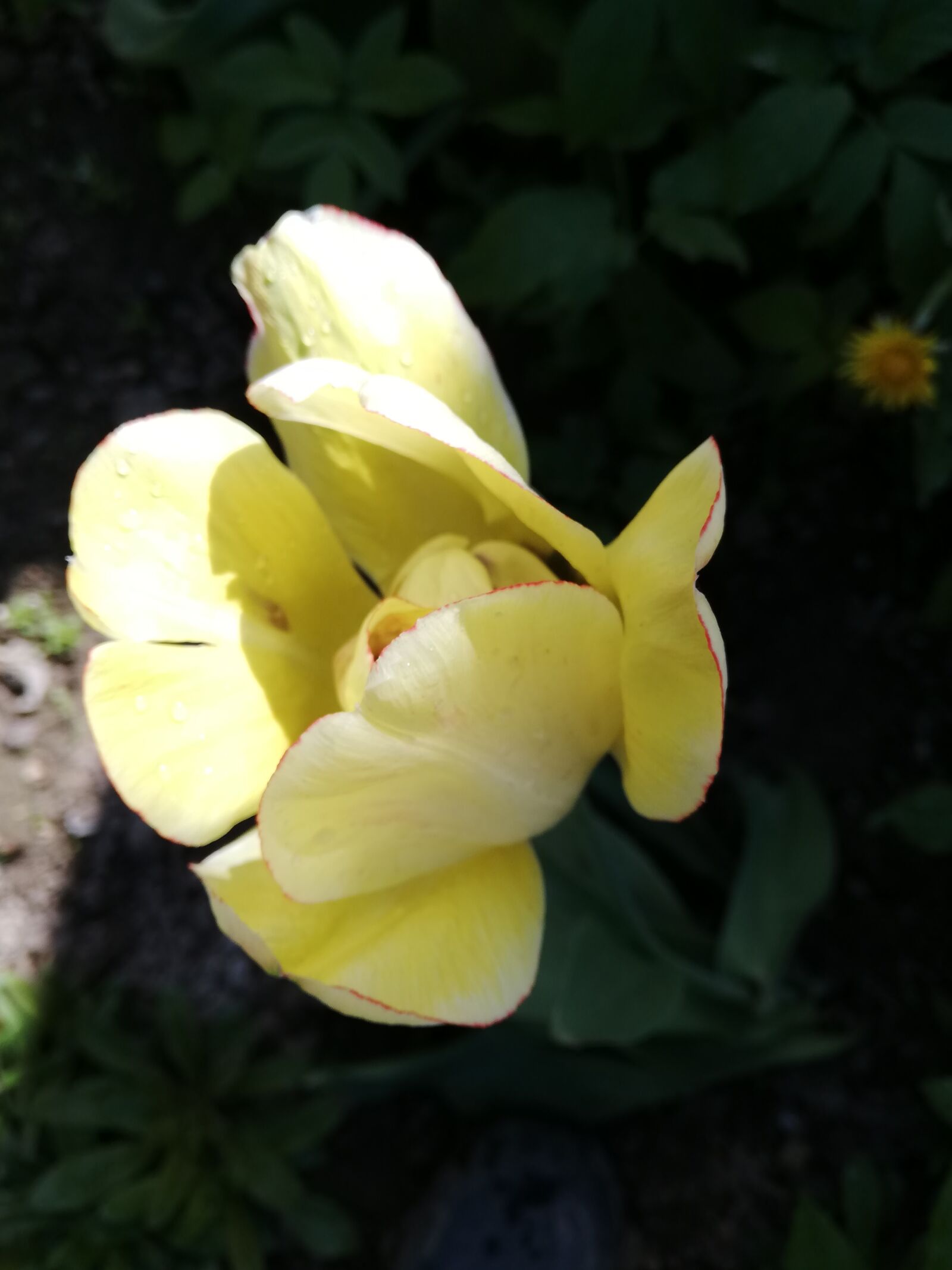 HUAWEI P20 lite sample photo. Tulip, yellow, day photography