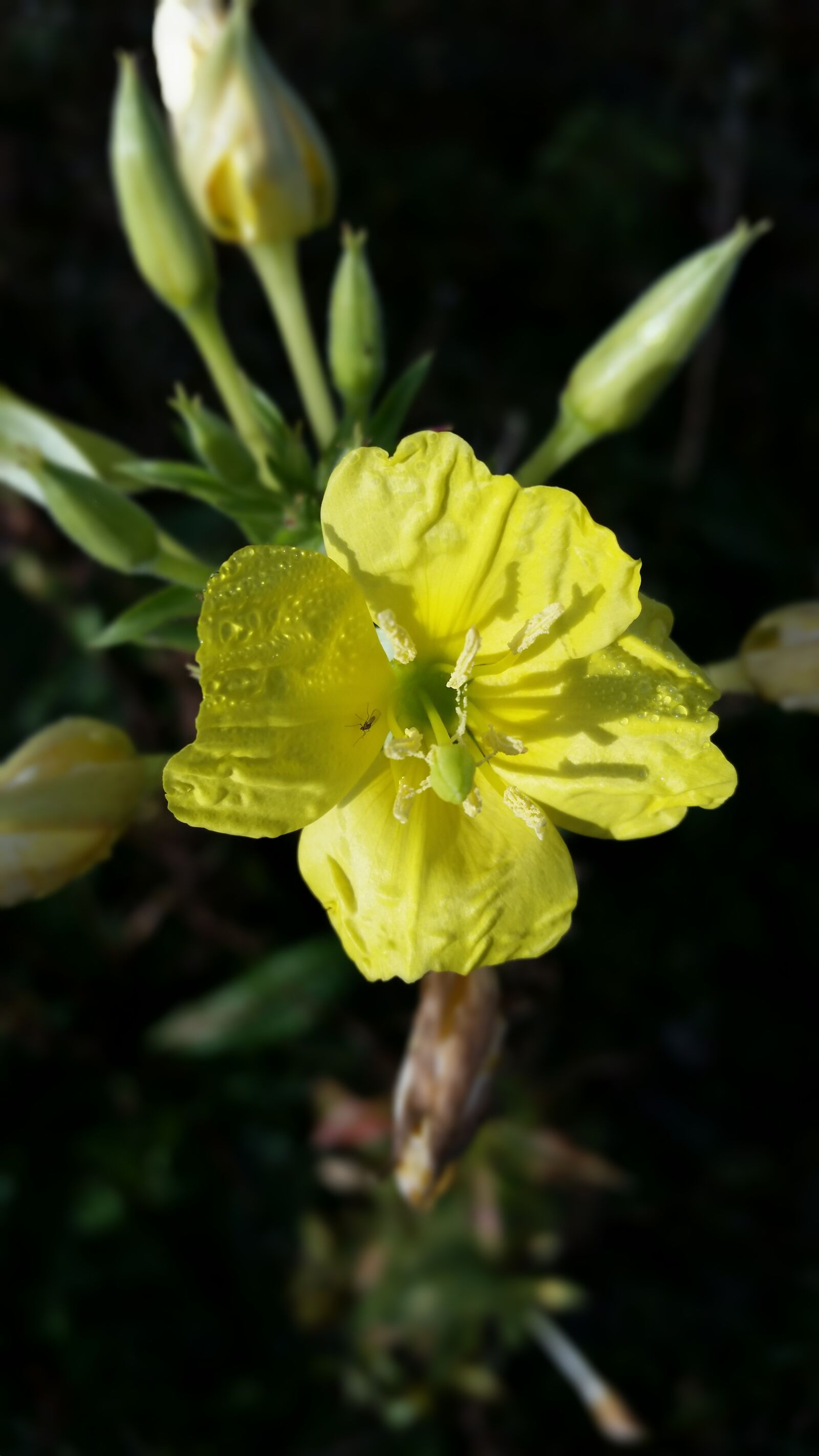 Samsung Galaxy S5 sample photo. Yellow wild flowers, close photography