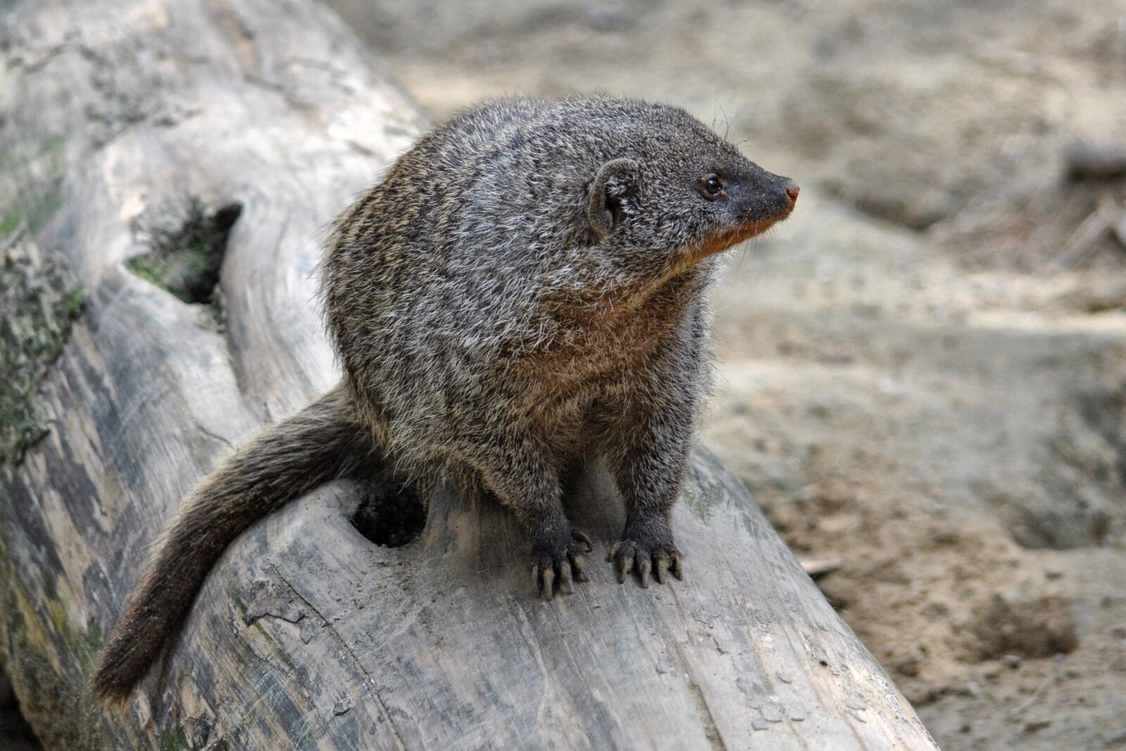 Nikon D3000 sample photo. Mongoose, mammal, animal photography