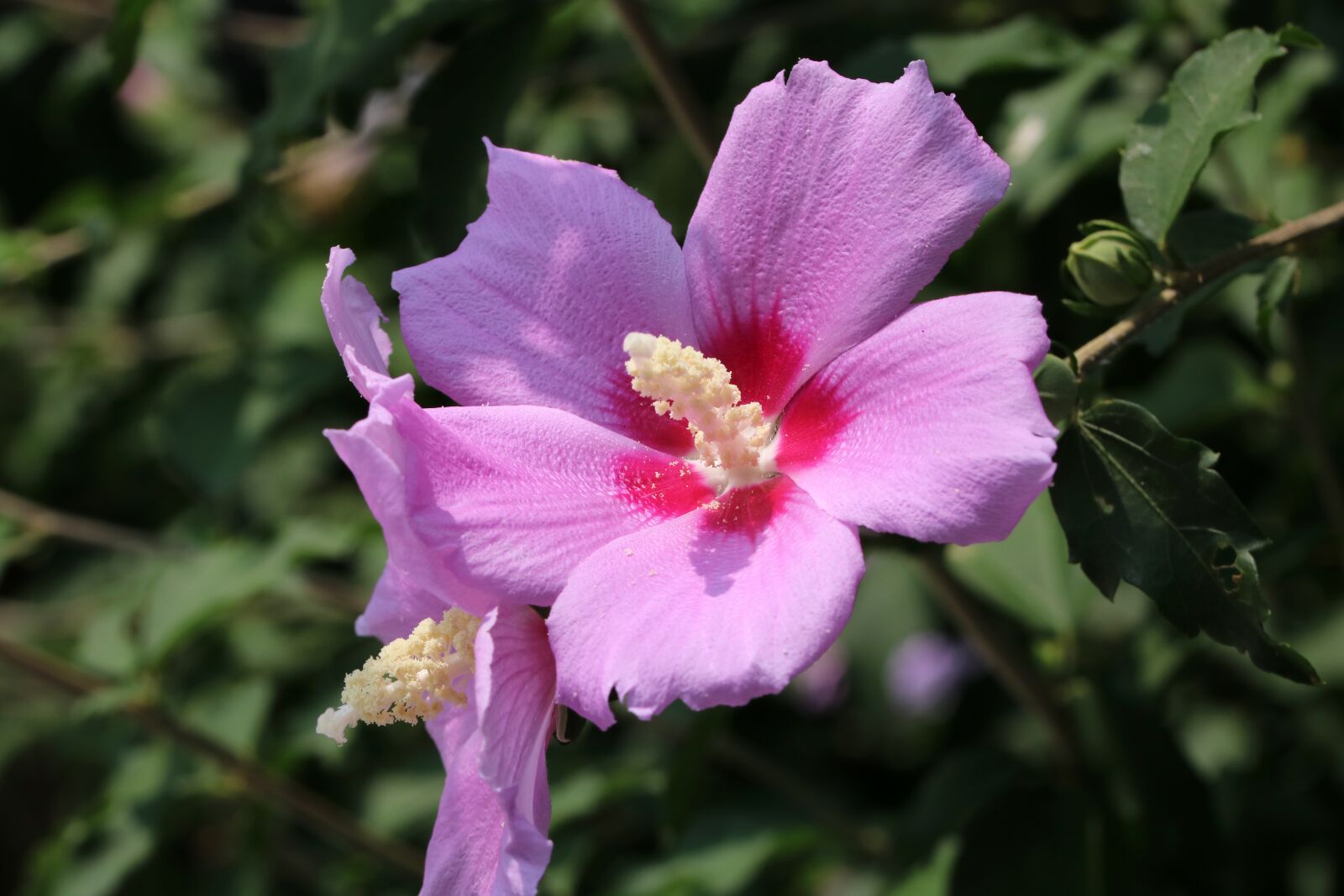Canon EOS 750D (EOS Rebel T6i / EOS Kiss X8i) sample photo. Rose of sharon, flowers photography