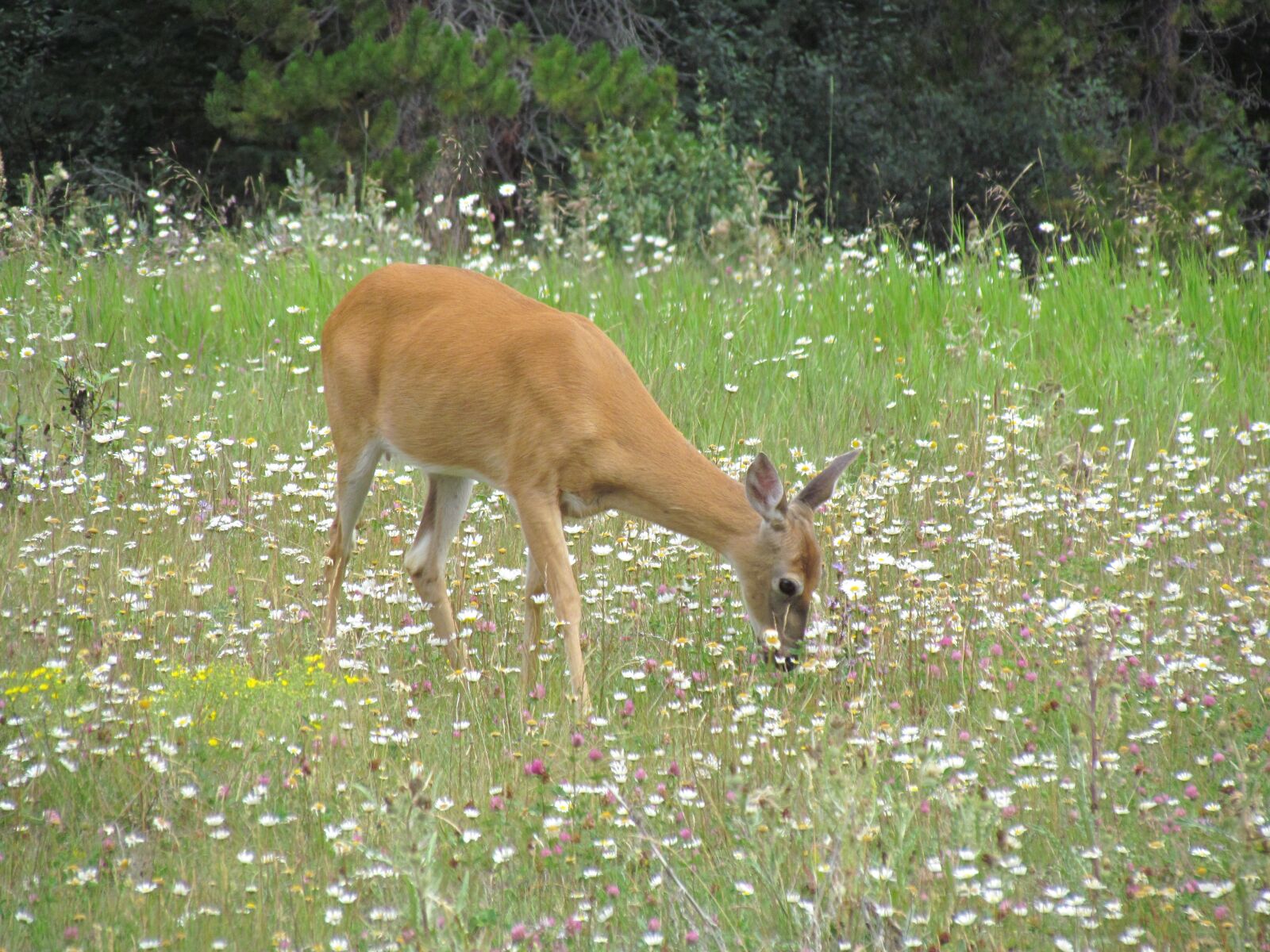 Canon PowerShot SX30 IS sample photo. Deer, biche, wild animal photography