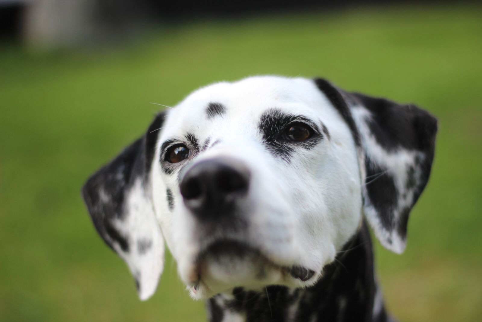 Canon EOS 600D (Rebel EOS T3i / EOS Kiss X5) + Canon EF 50mm F1.8 II sample photo. Dalmatians, dog, animal photography