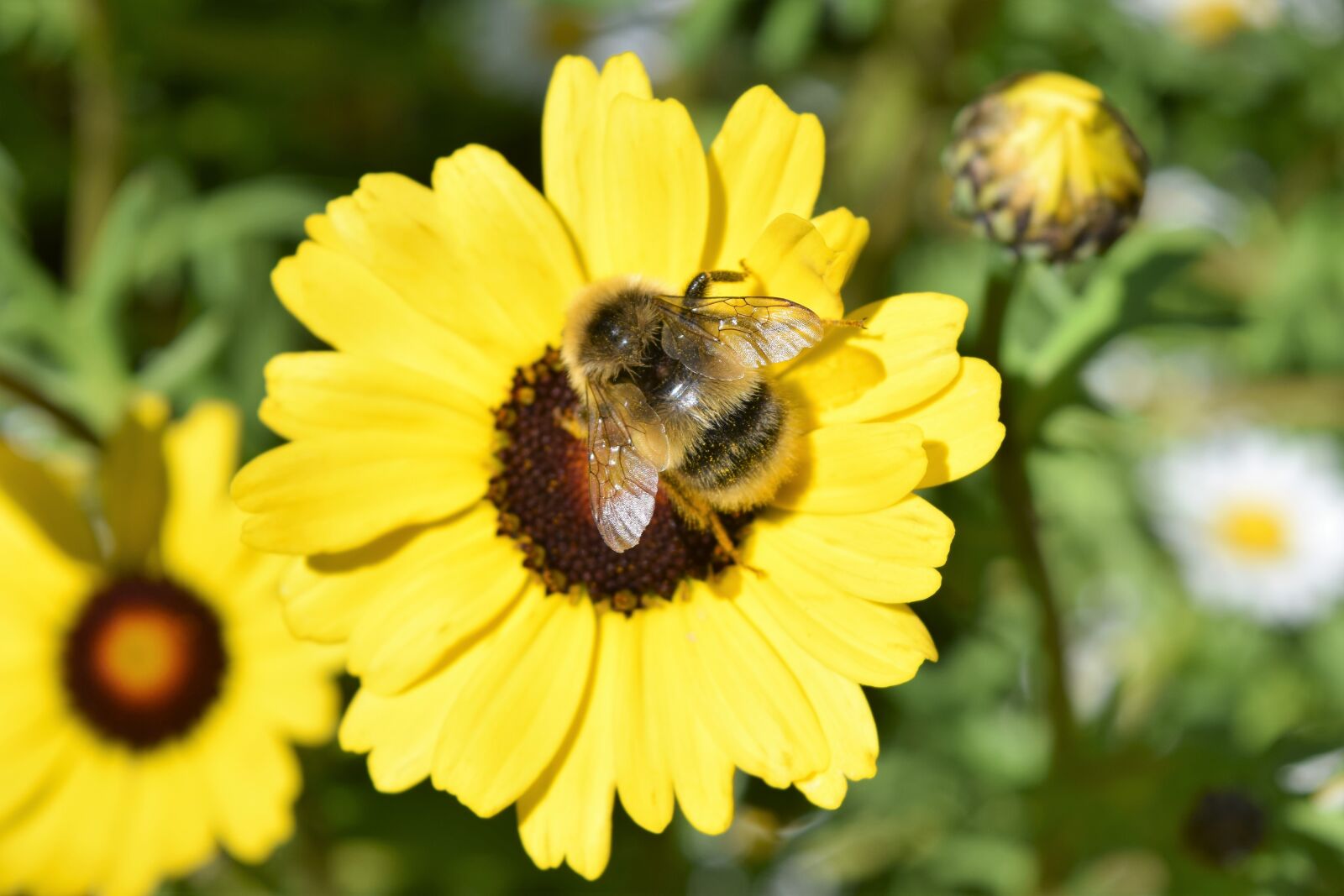 Nikon D3300 sample photo. Flower, bee, yellow photography