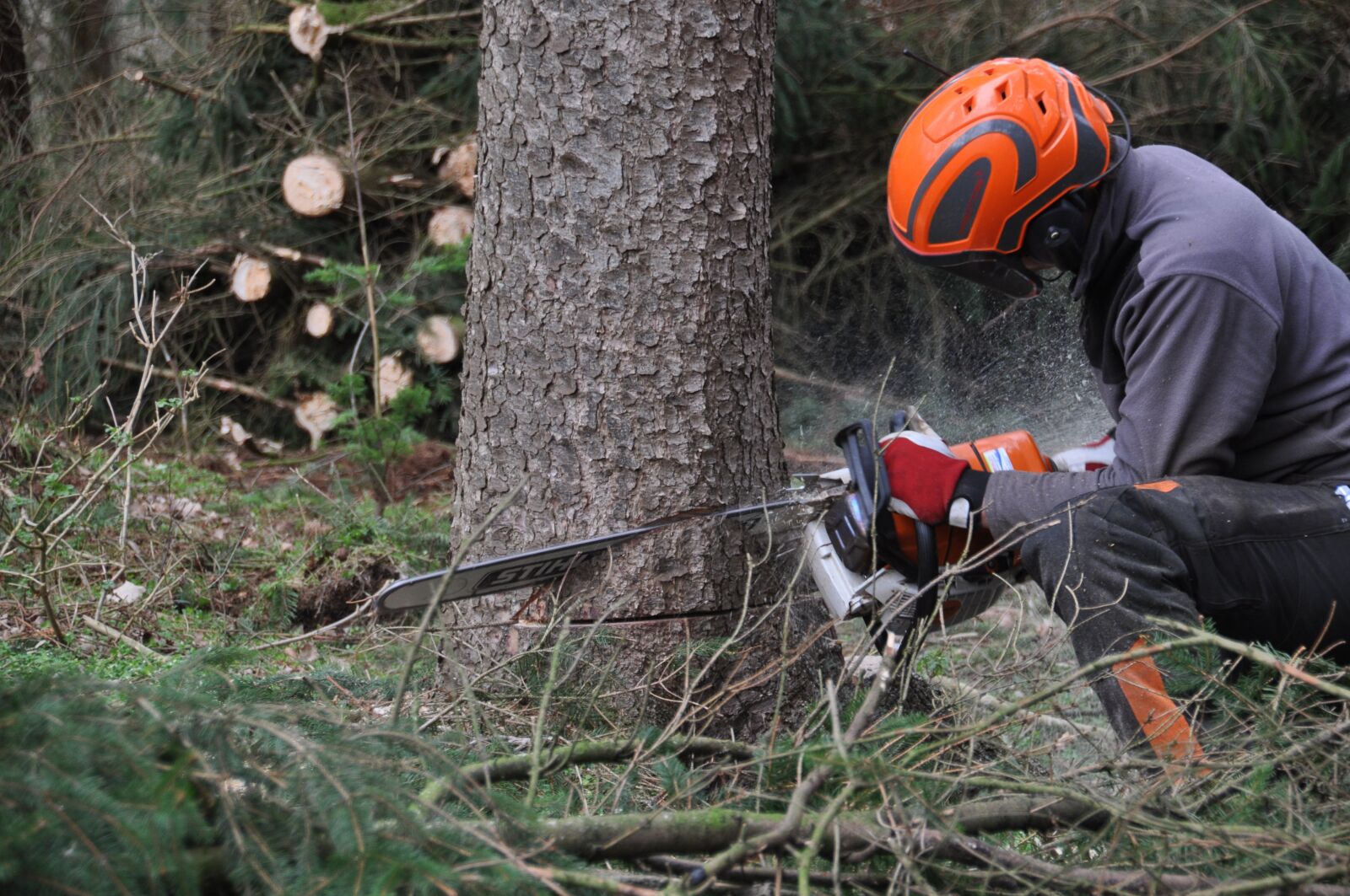 Nikon D5000 sample photo. Forestry, inventory, forestry work photography