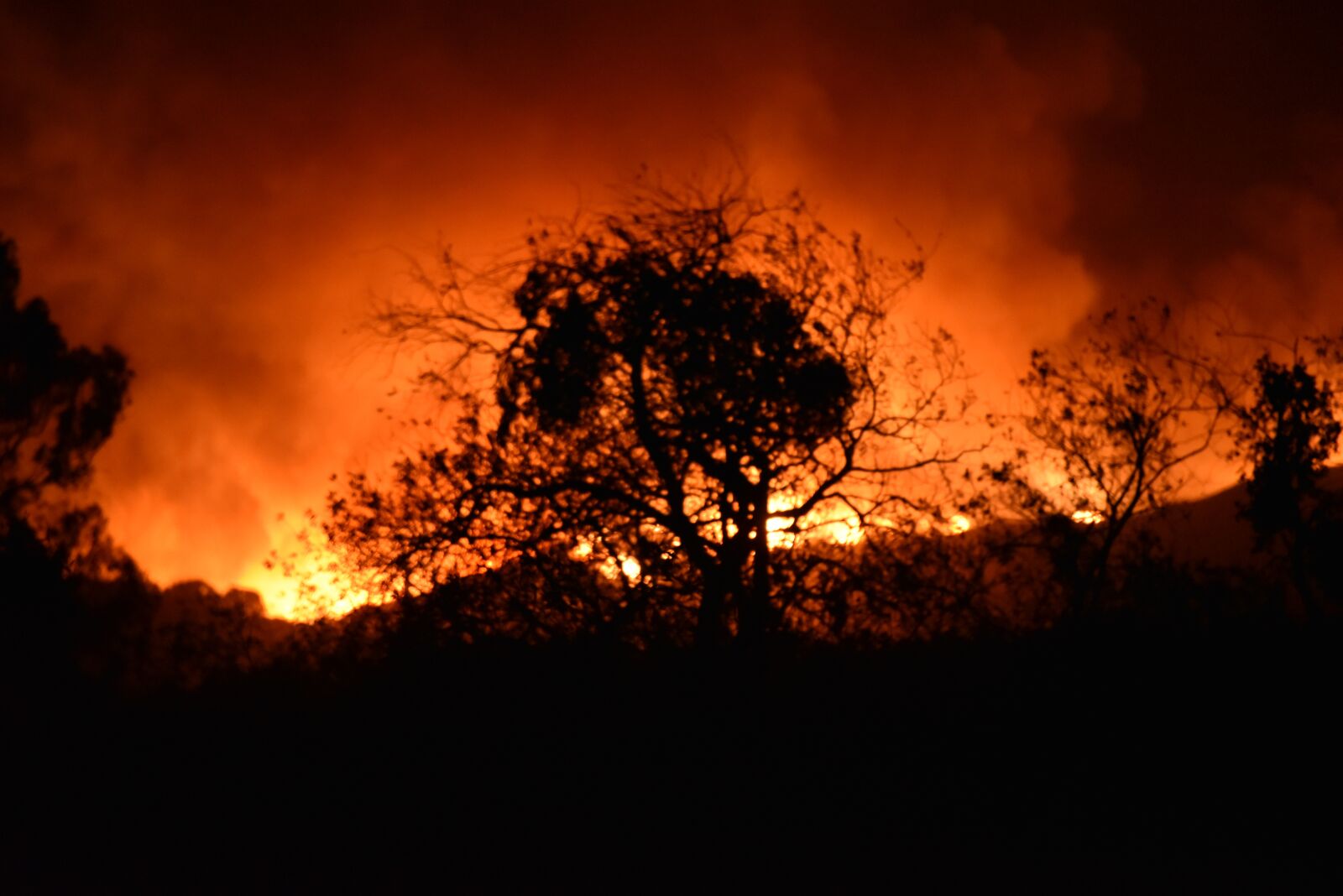Nikon D750 sample photo. Fire, tree, silhouette photography