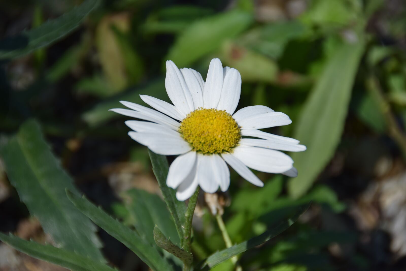 Nikon D5300 sample photo. Flower, white, yellow photography