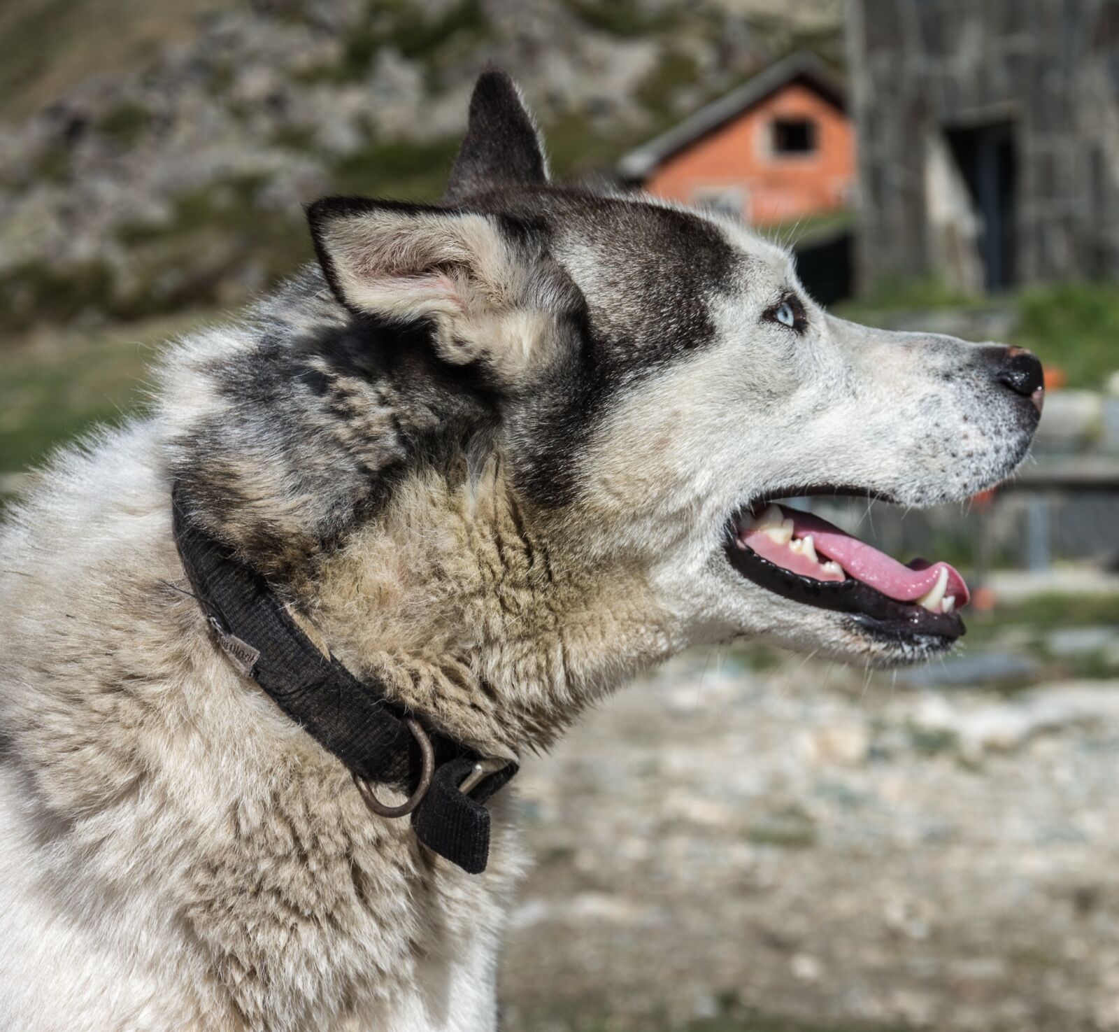 Nikon D7200 sample photo. Dog, huskey, pet photography