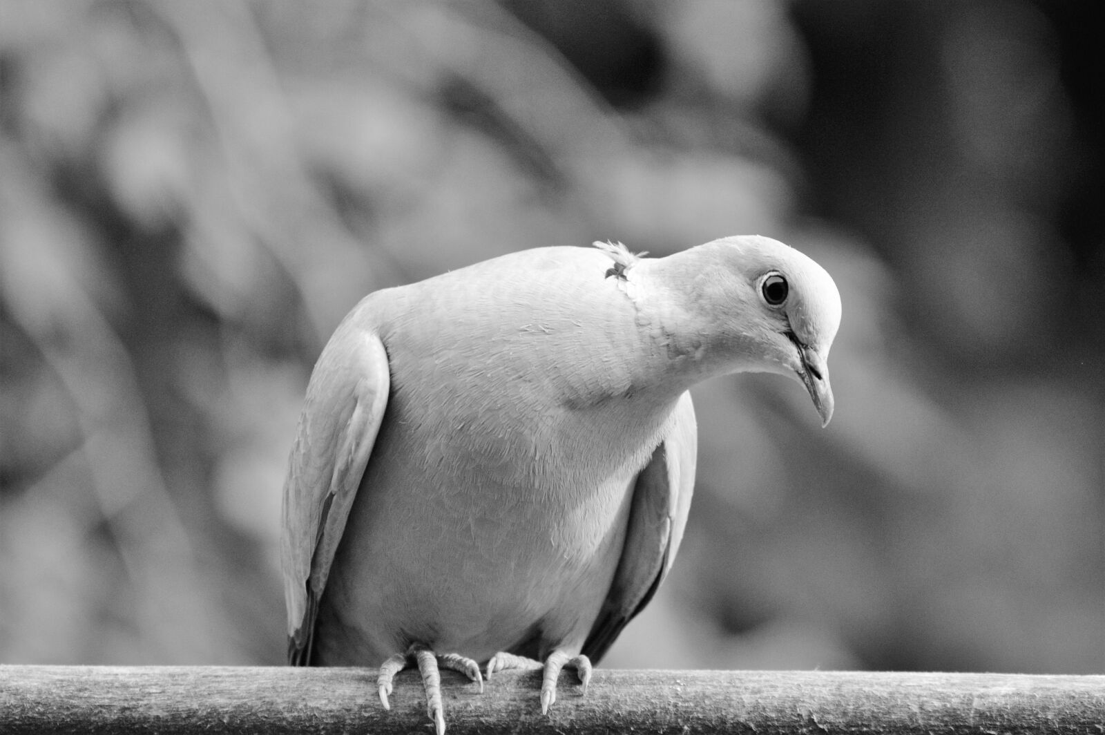 Nikon D3200 sample photo. Dove, collared, bird photography