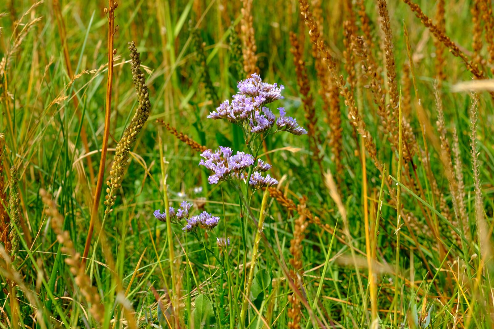 Fujifilm X-T20 sample photo. Pointed flower, grasses, nature photography