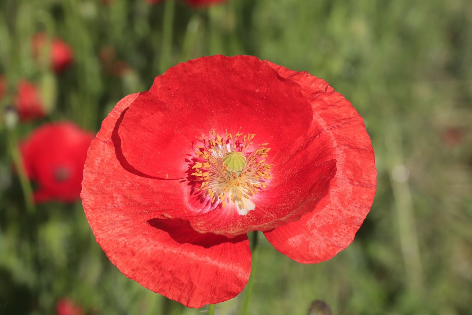 Canon EOS 77D (EOS 9000D / EOS 770D) sample photo. Poppy, red, flower photography
