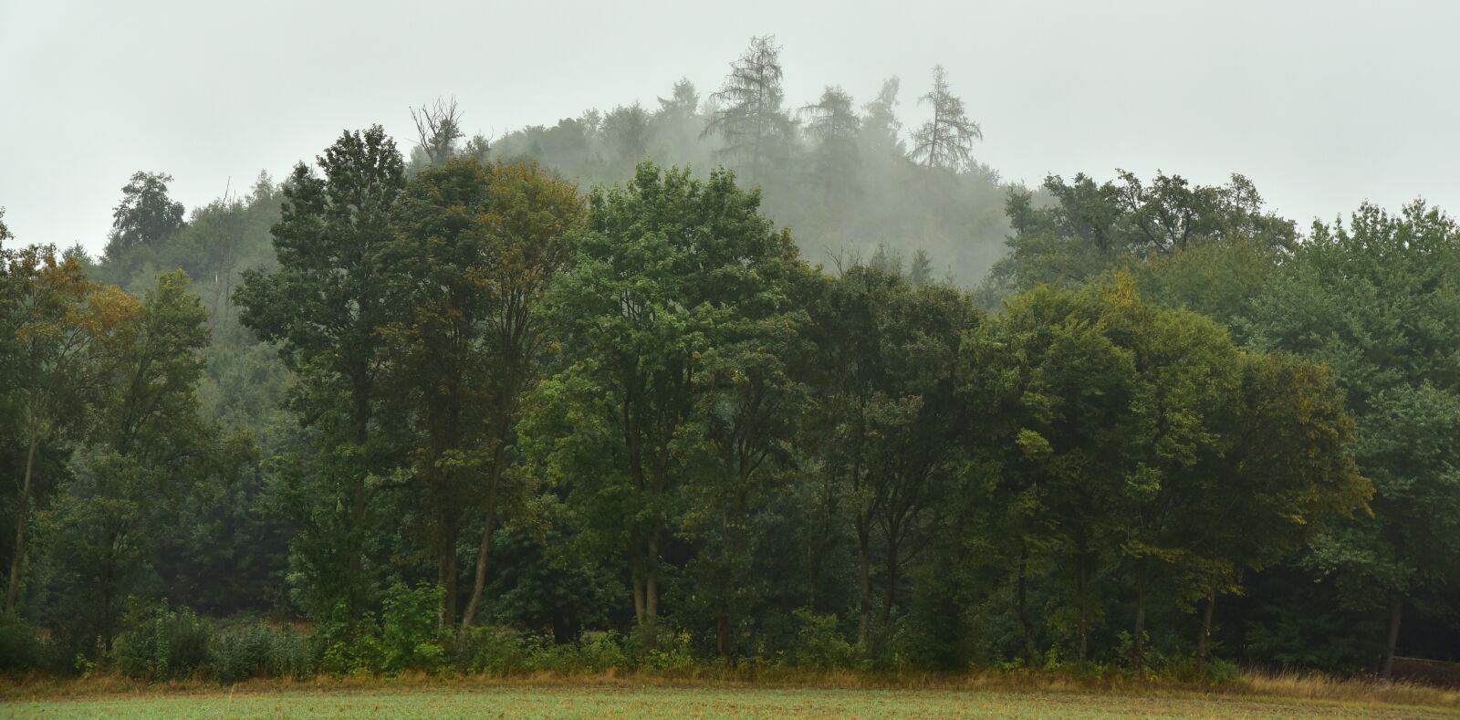 Nikon D750 sample photo. Forest, haze, fog photography