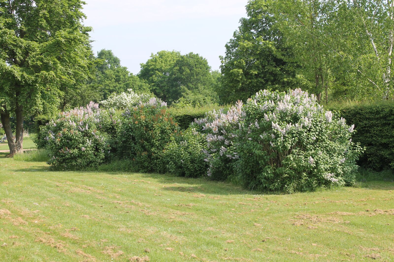 Canon EOS 1100D (EOS Rebel T3 / EOS Kiss X50) sample photo. Landscape, meadow photography