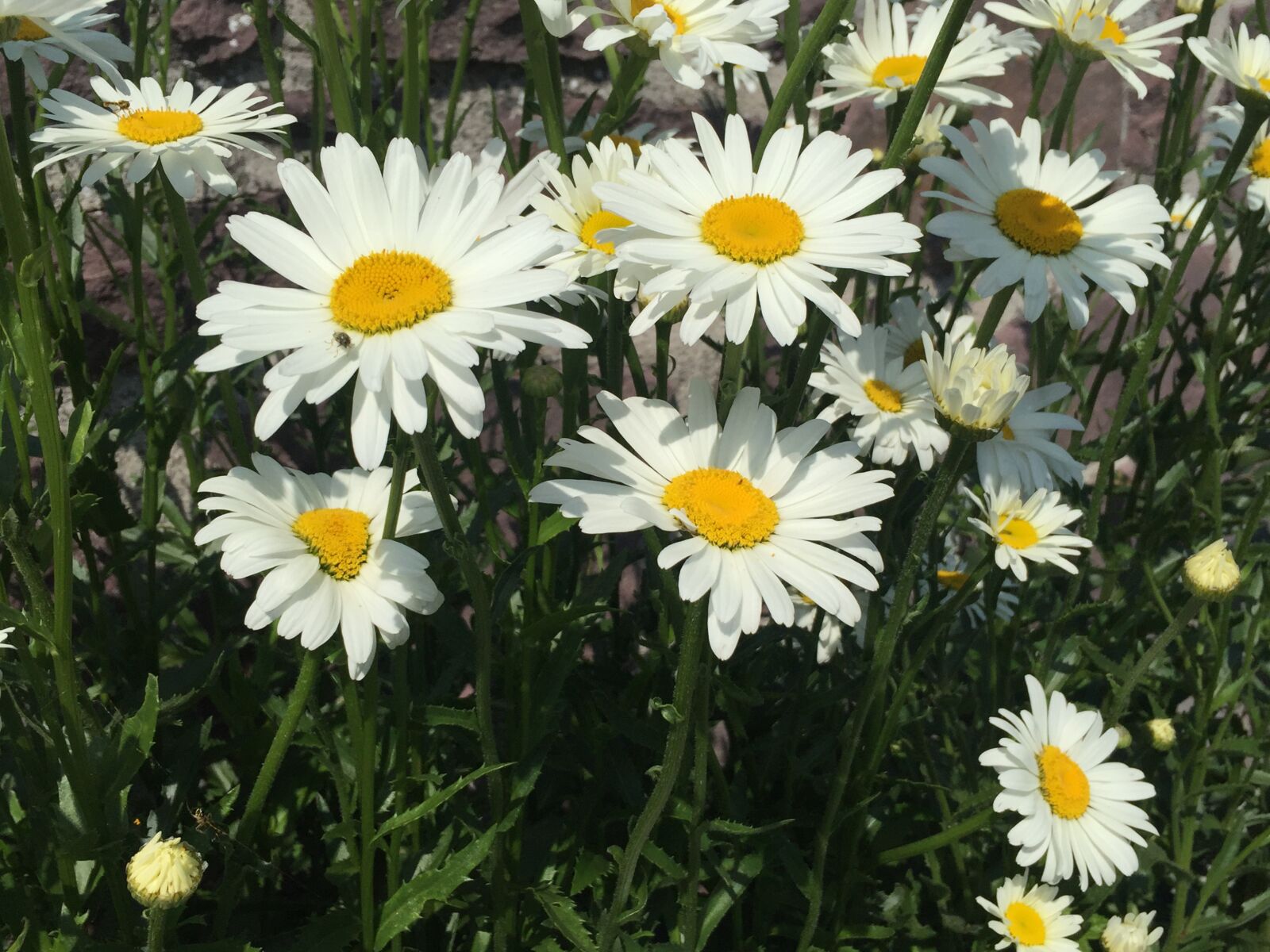 iPhone 6 back camera 4.15mm f/2.2 sample photo. Flowers, margaritas, spring photography