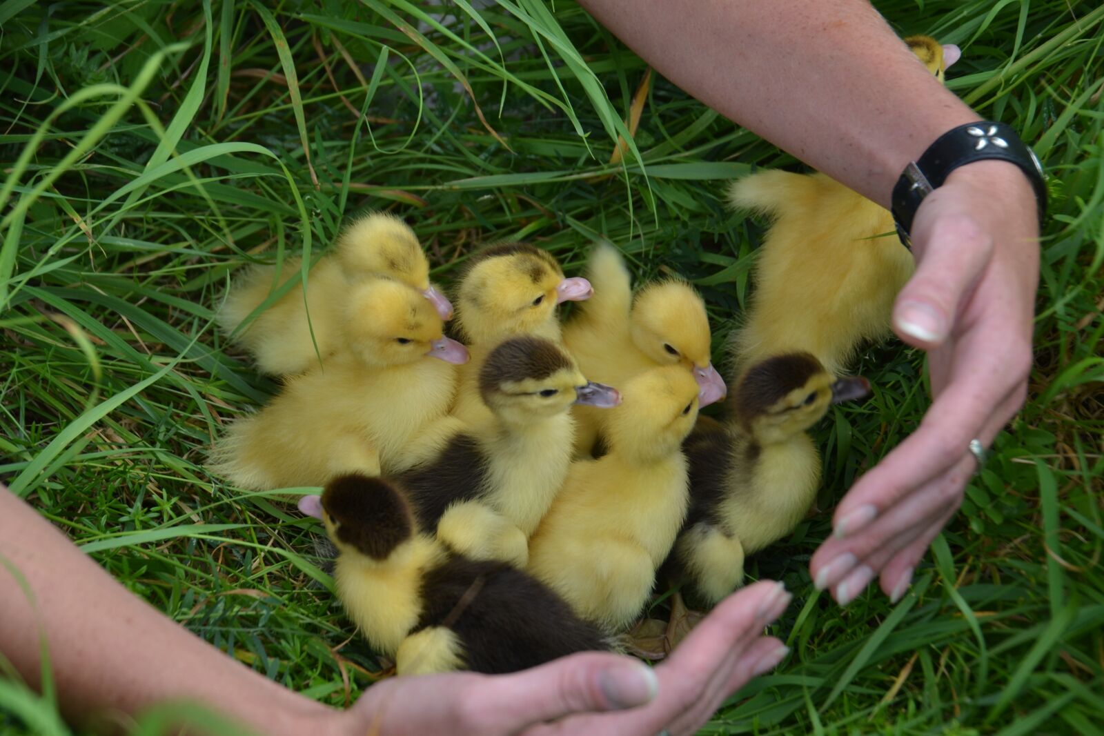 Nikon D3100 sample photo. Chicks, fluffy, cute photography