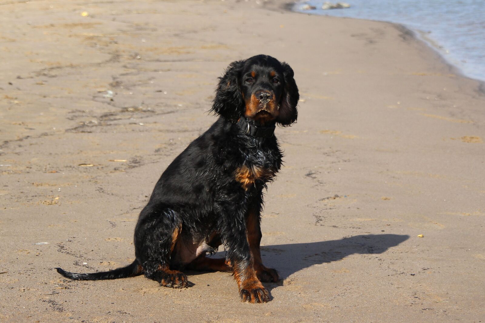 Canon EOS 600D (Rebel EOS T3i / EOS Kiss X5) sample photo. Dog, setter, gordon photography