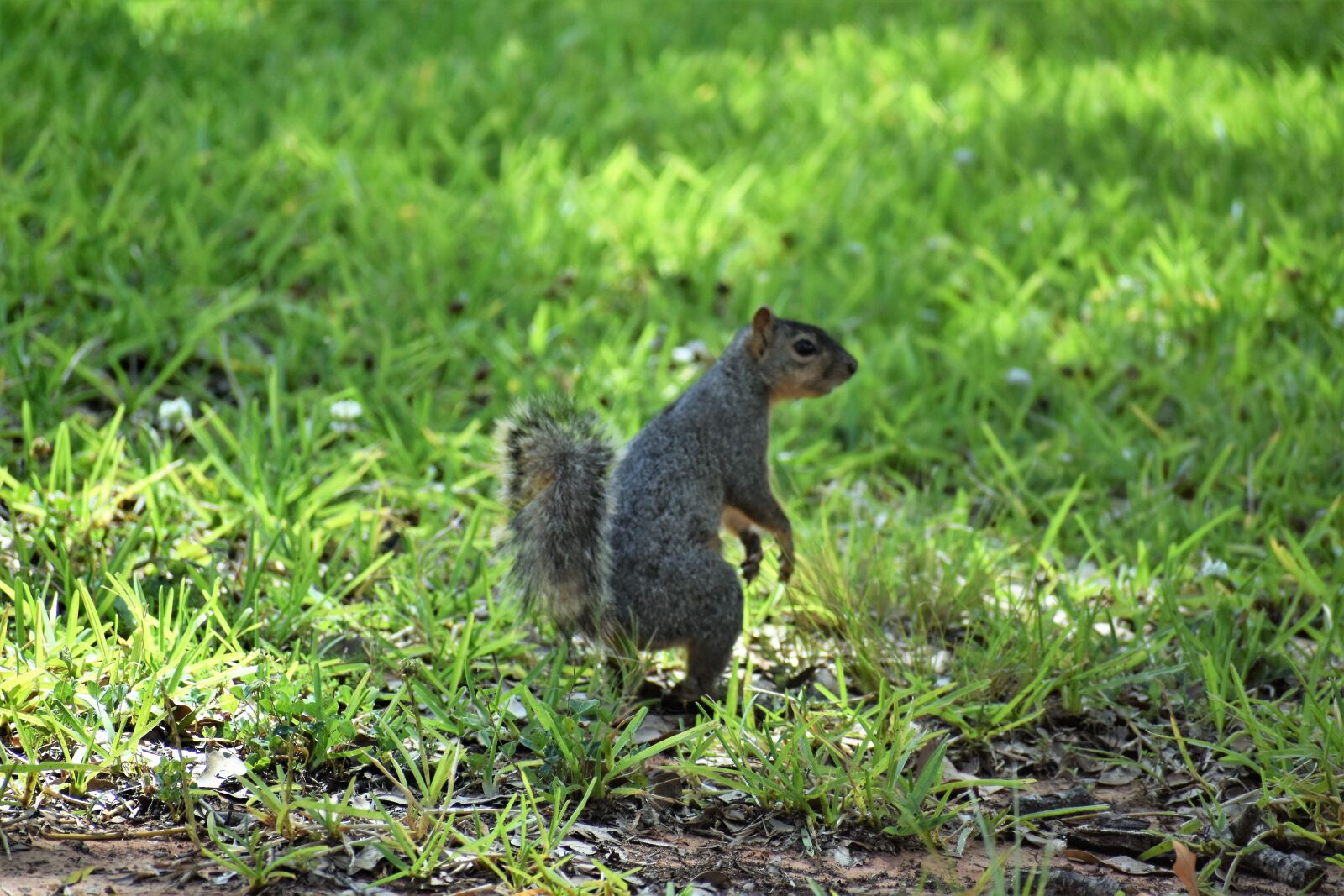 Nikon D3500 sample photo. Squirrel, rodent, standing photography